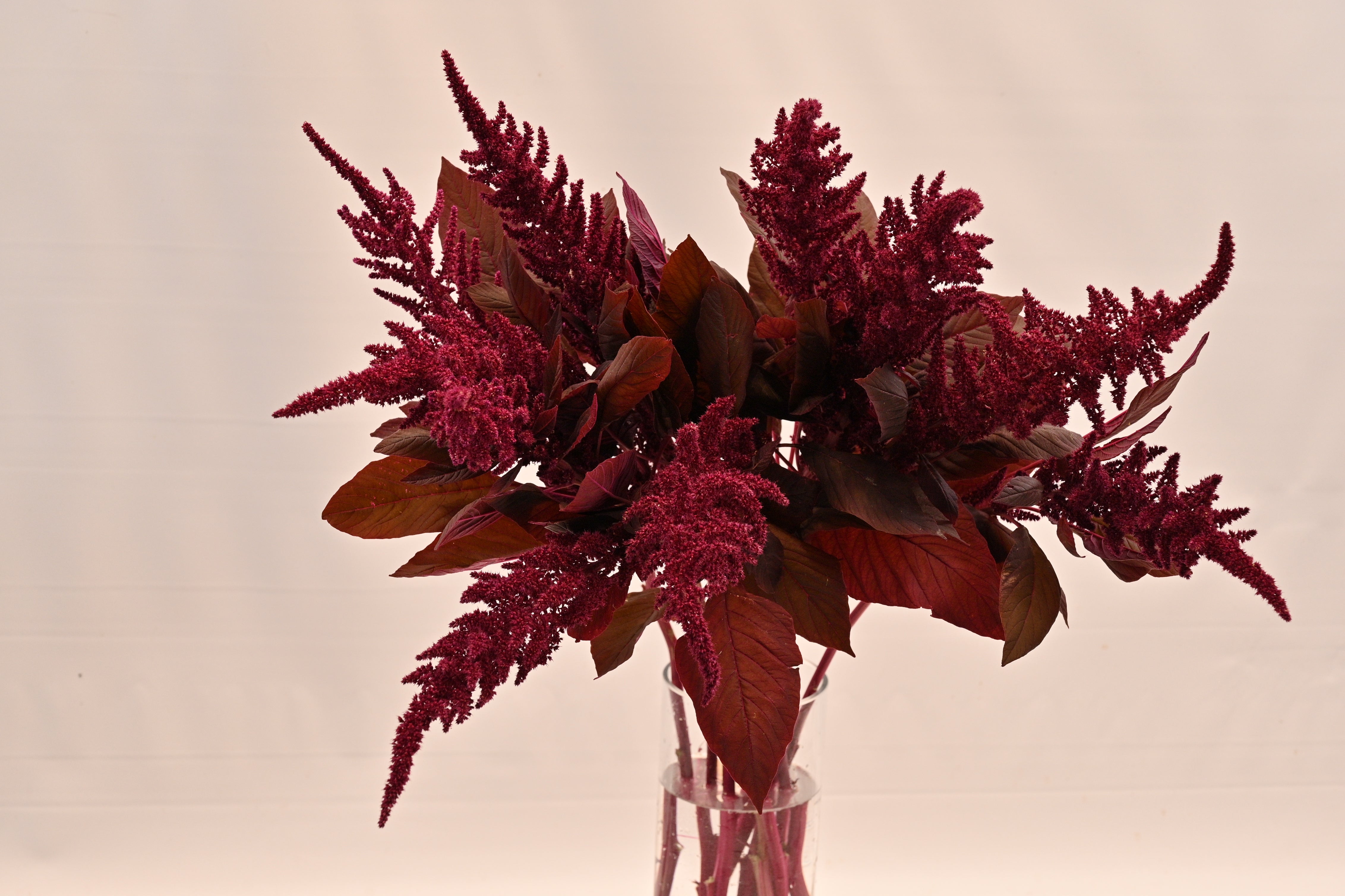 AMARANTHUS HANGING RED Small