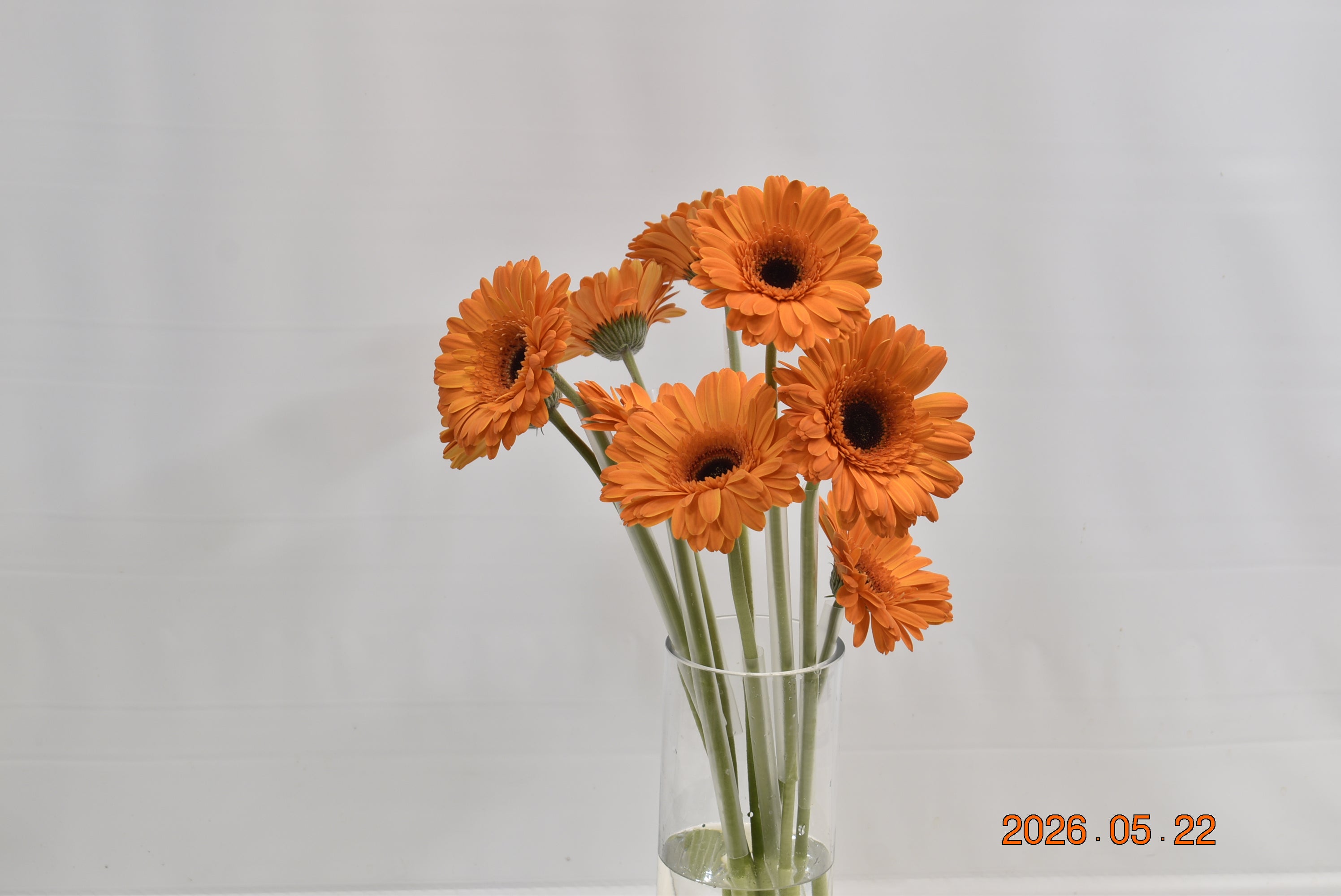 GERBERA ALEX Small