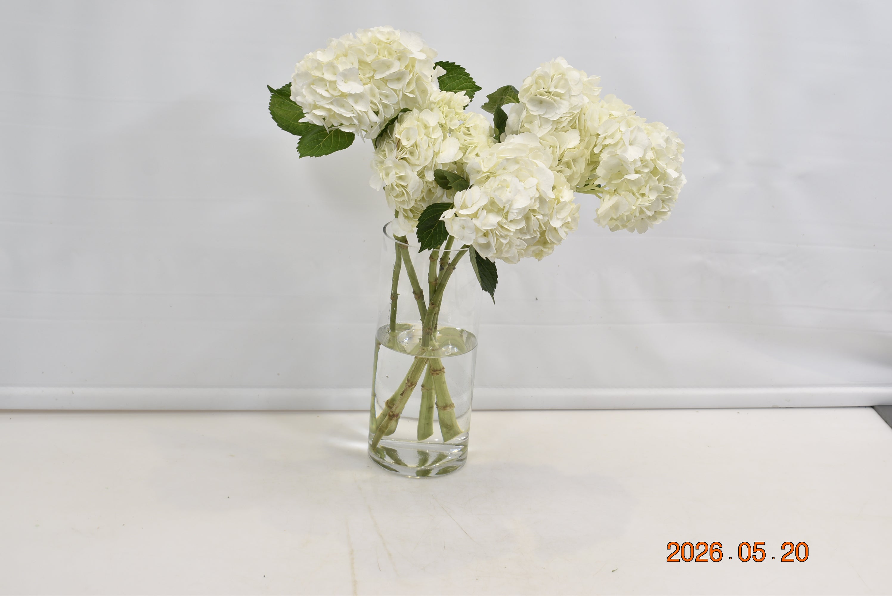 HYDRANGEA S. A. WHITE MEDIUM Small