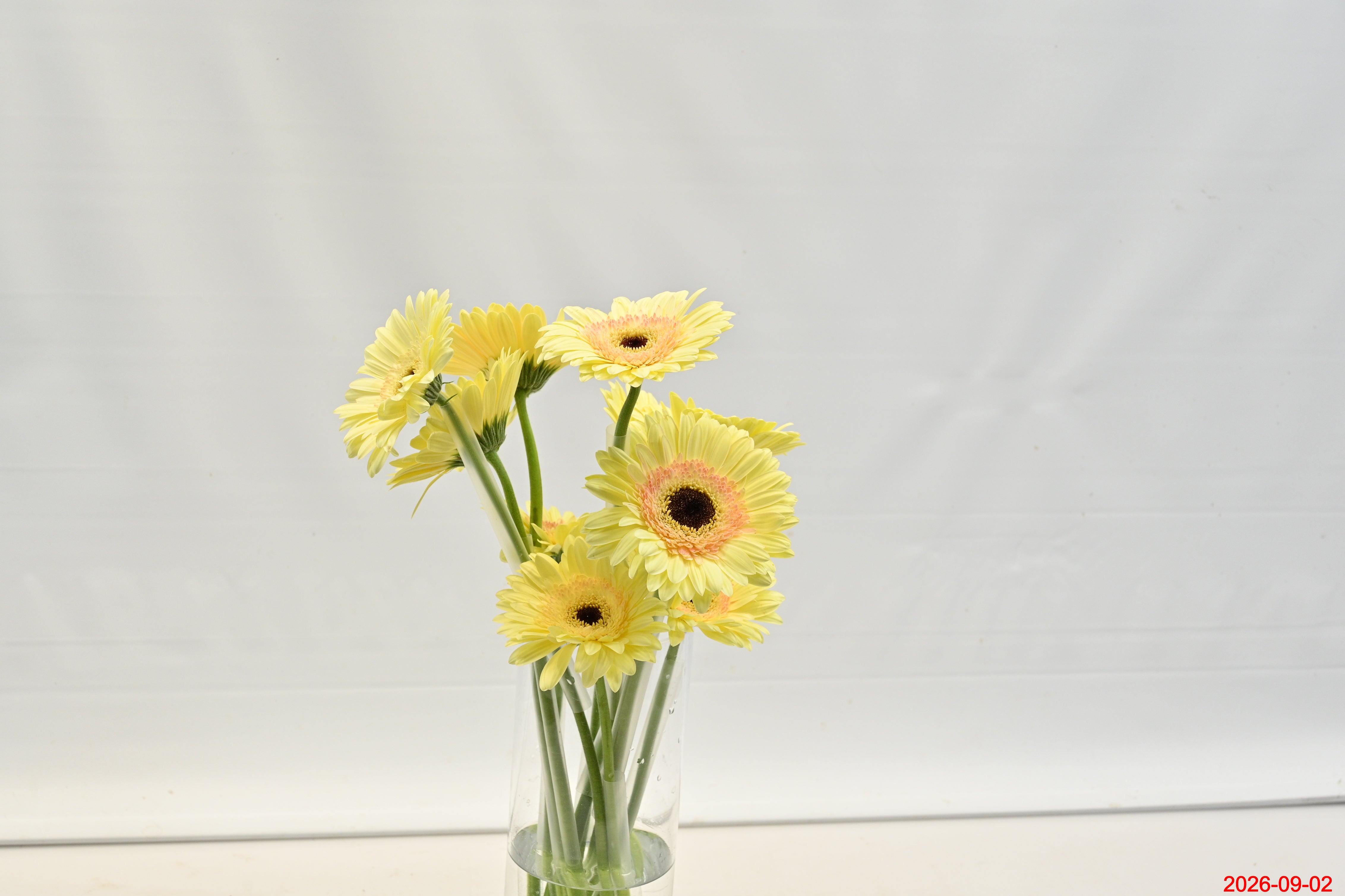 GERBERA CARTIZZE Small