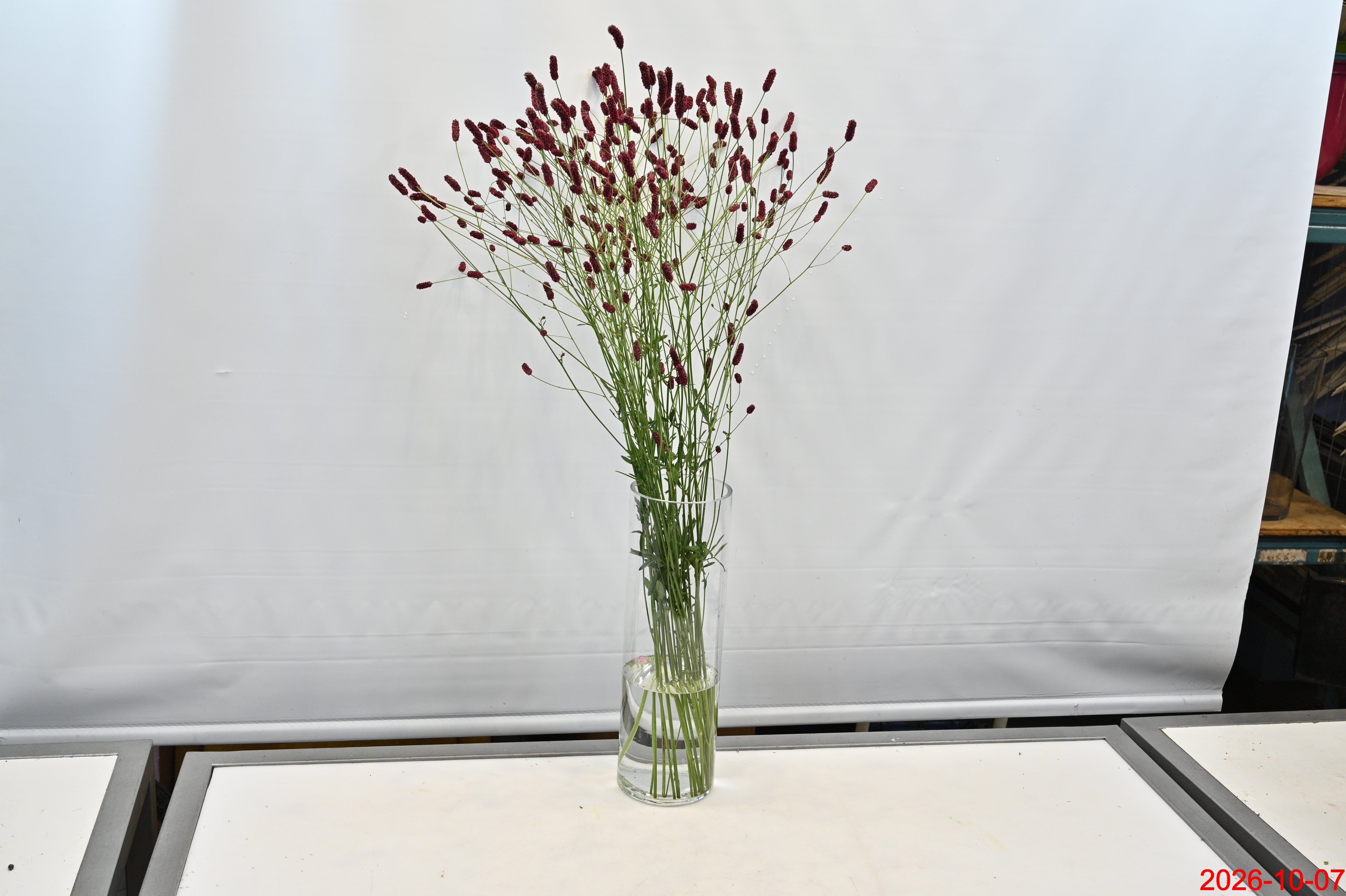 Sanguisorba Arnhem Small