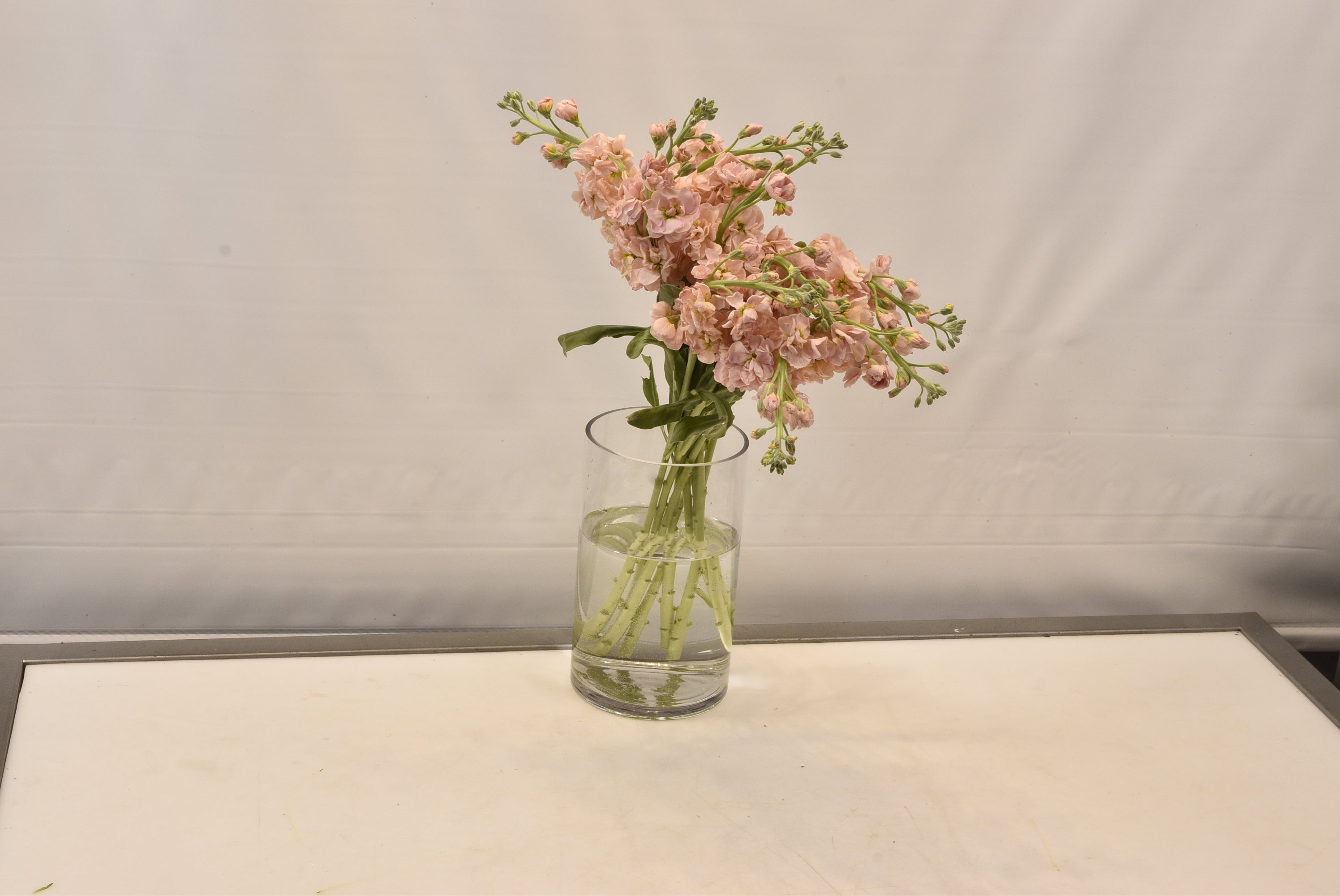 STOCK PEACH Small
