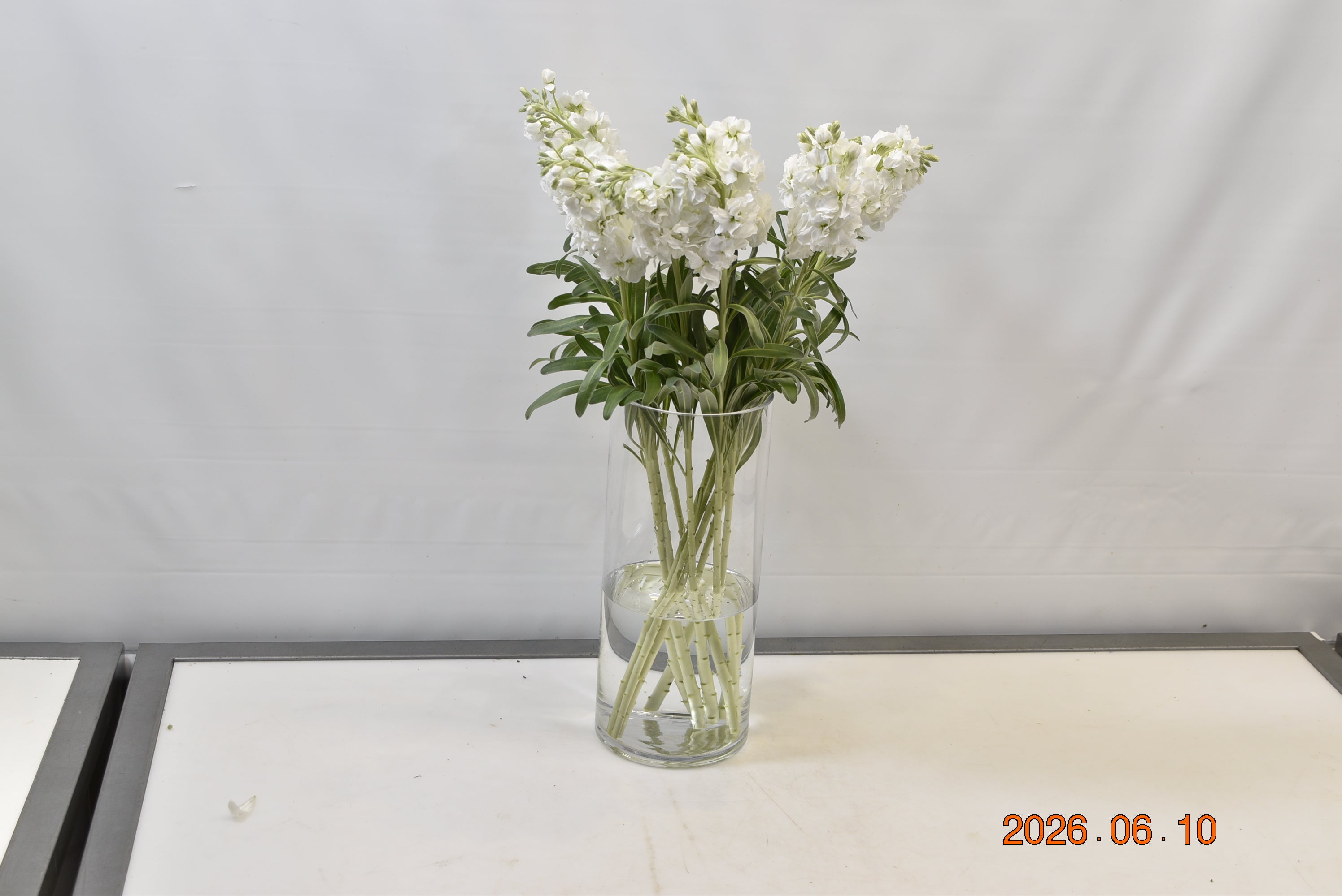 STOCK WHITE Small