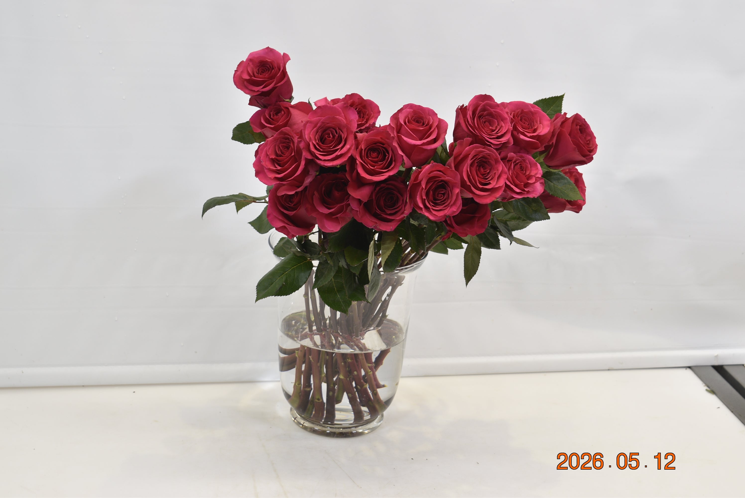 ROSE GOTCHA Small