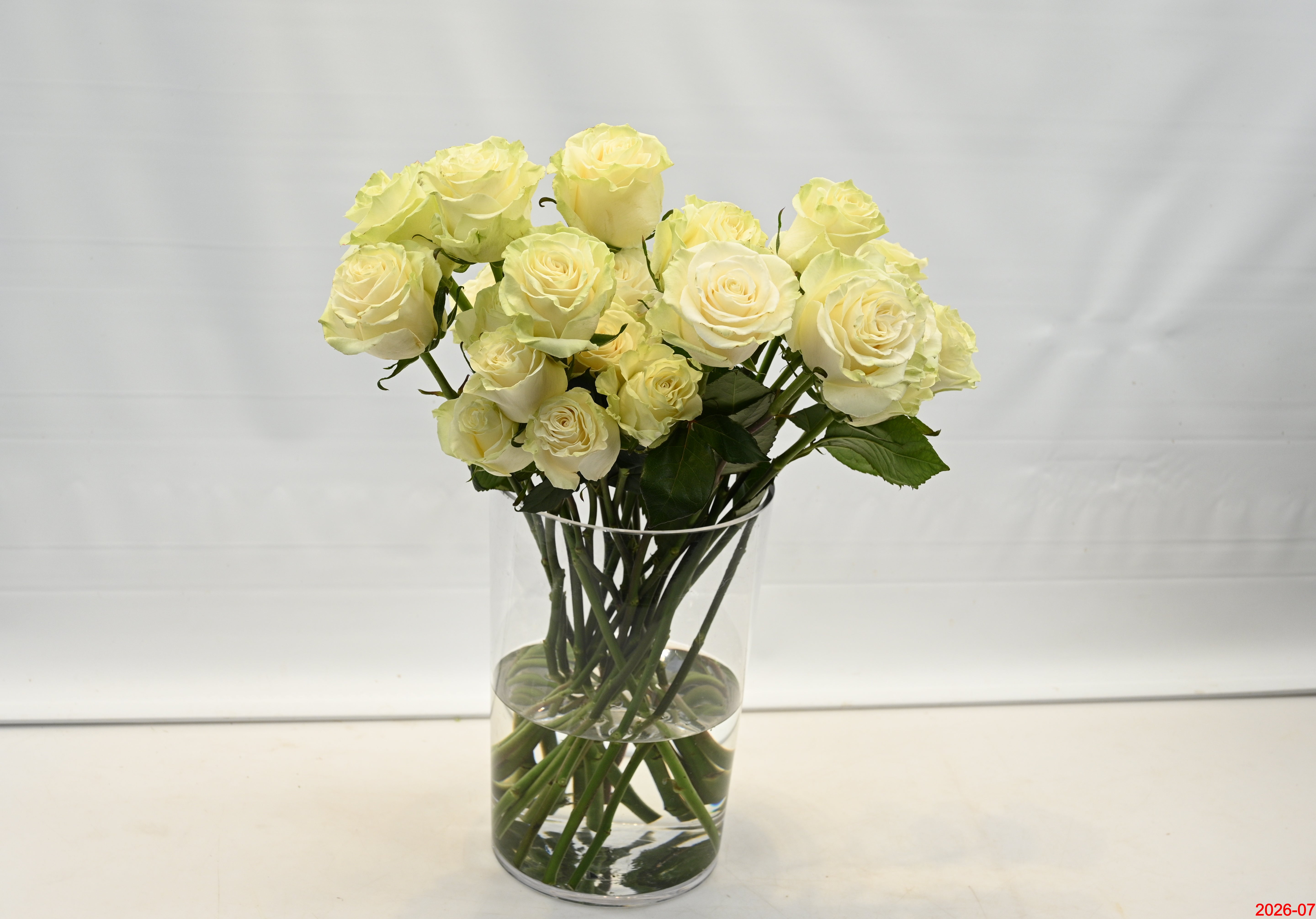 ROSE MONDIAL Small
