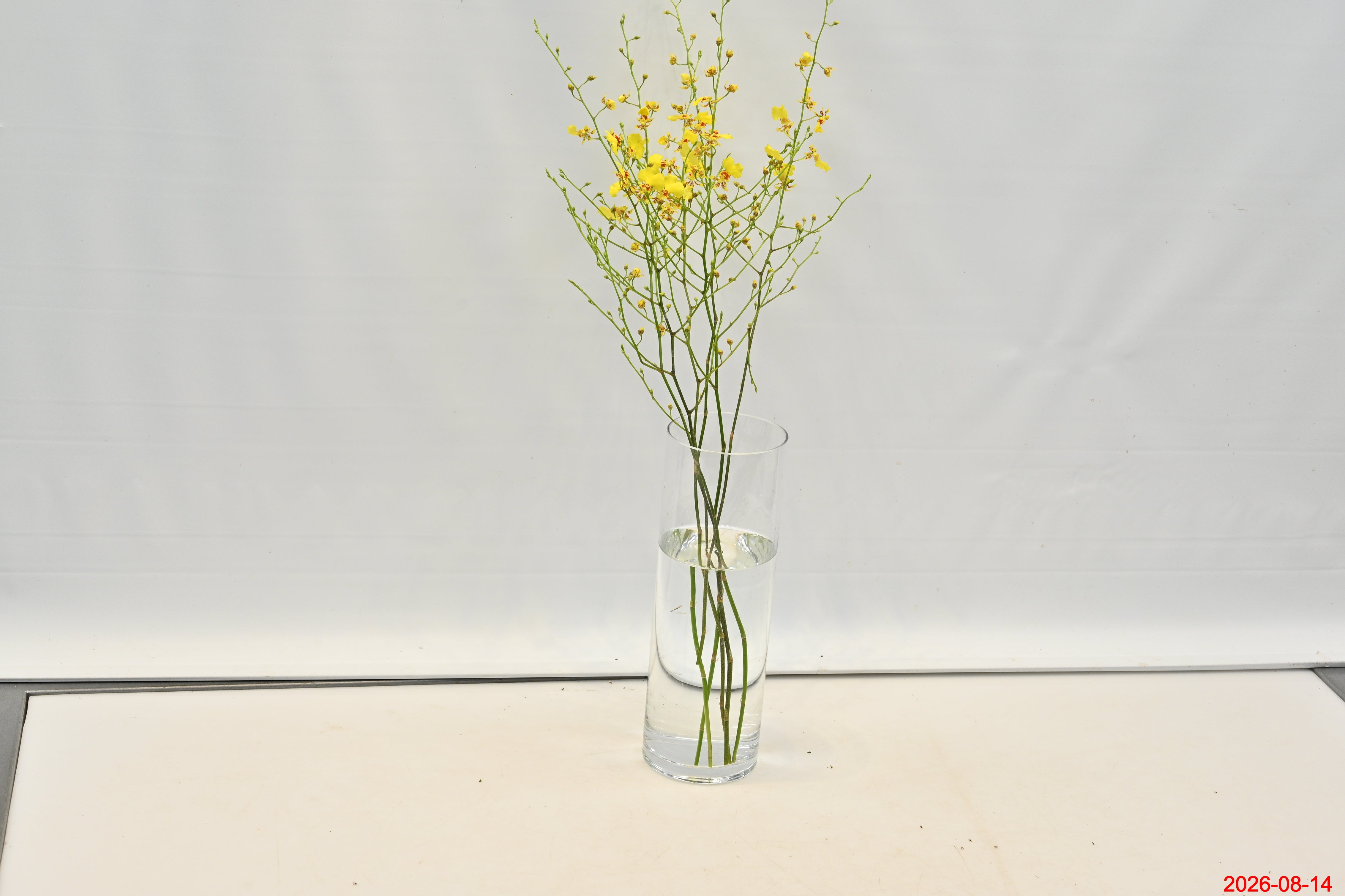 ONCIDIUM Small