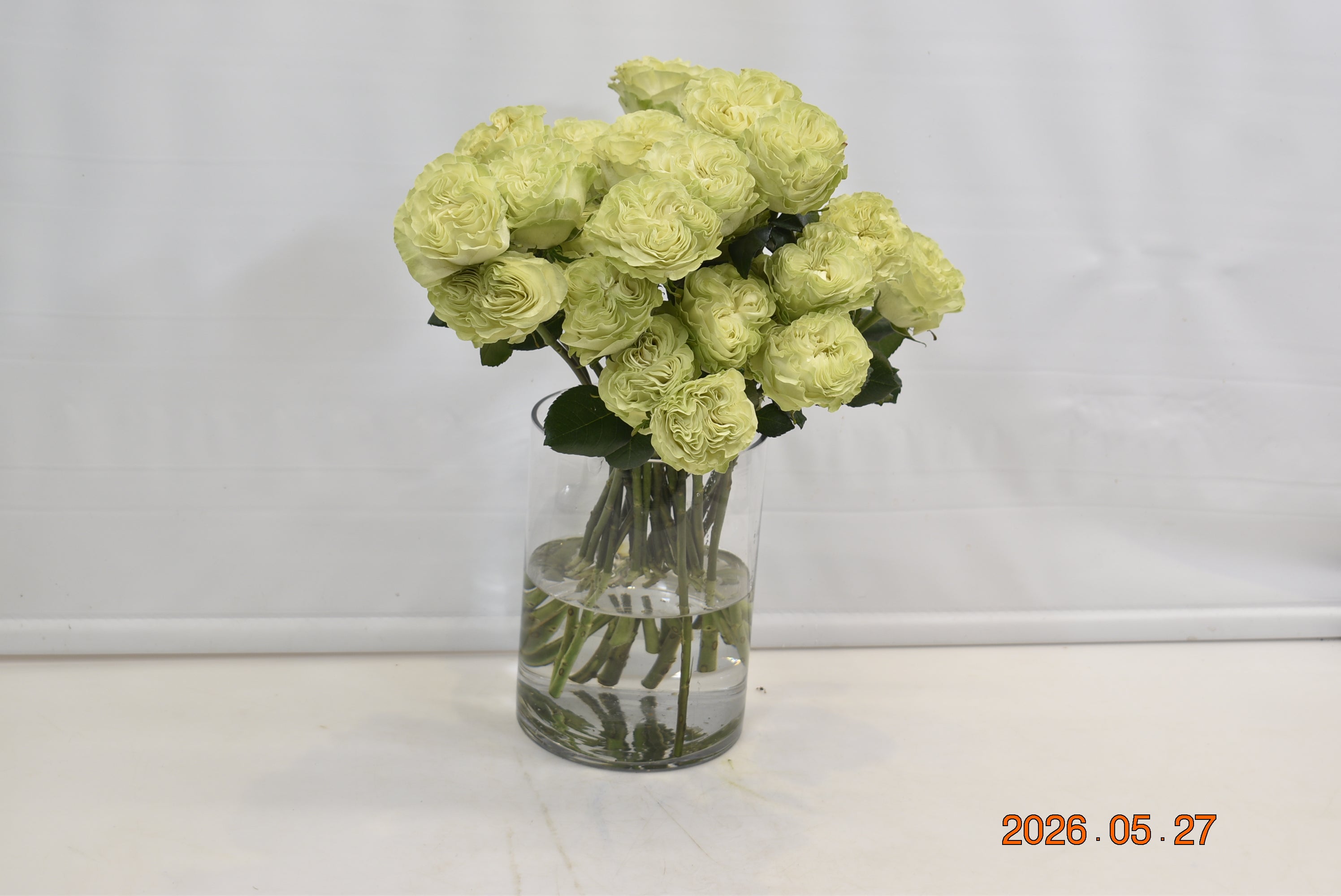 Rose Exotic Mint Small