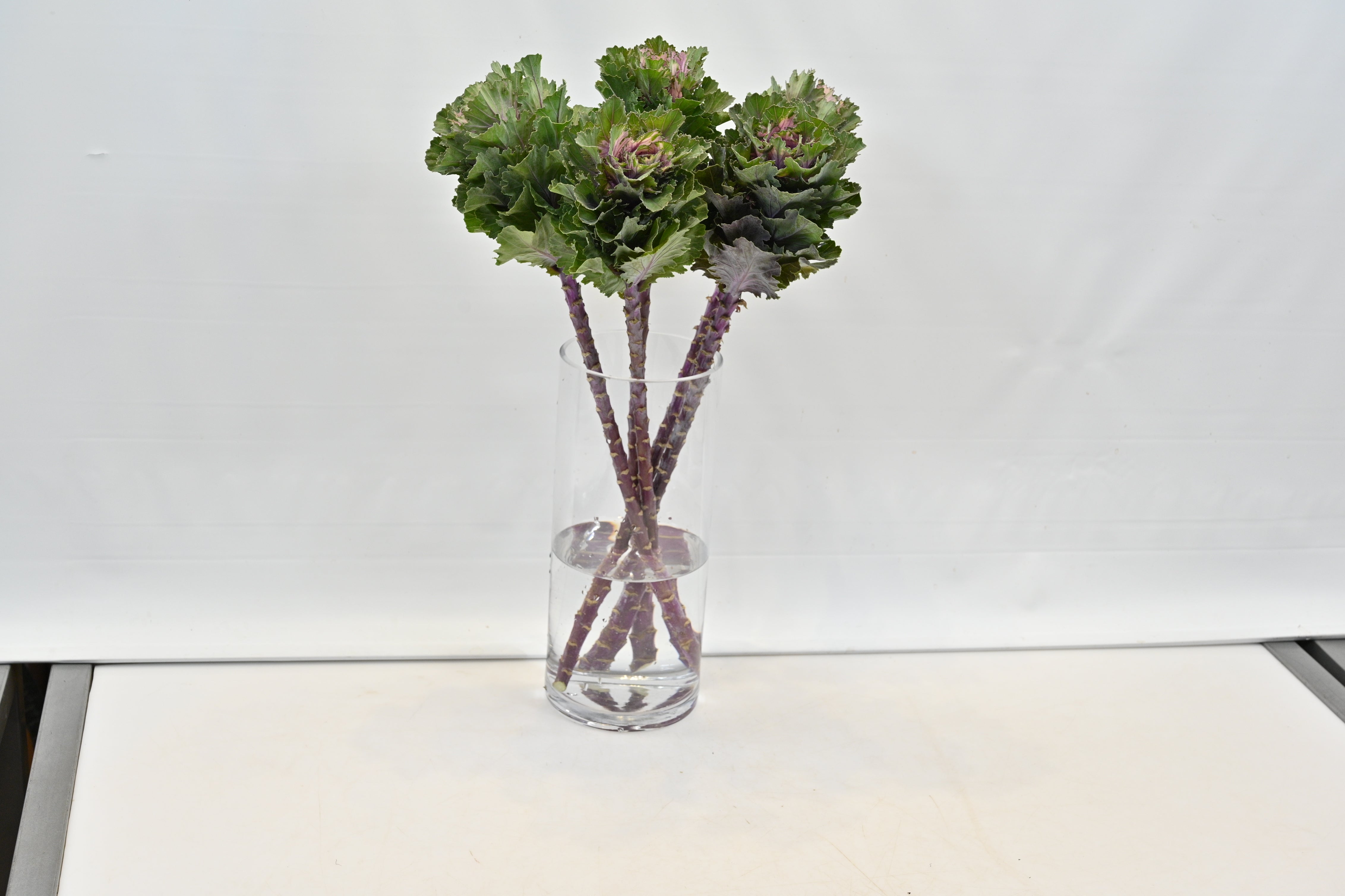 KALE PEACOCK PURPLE Small