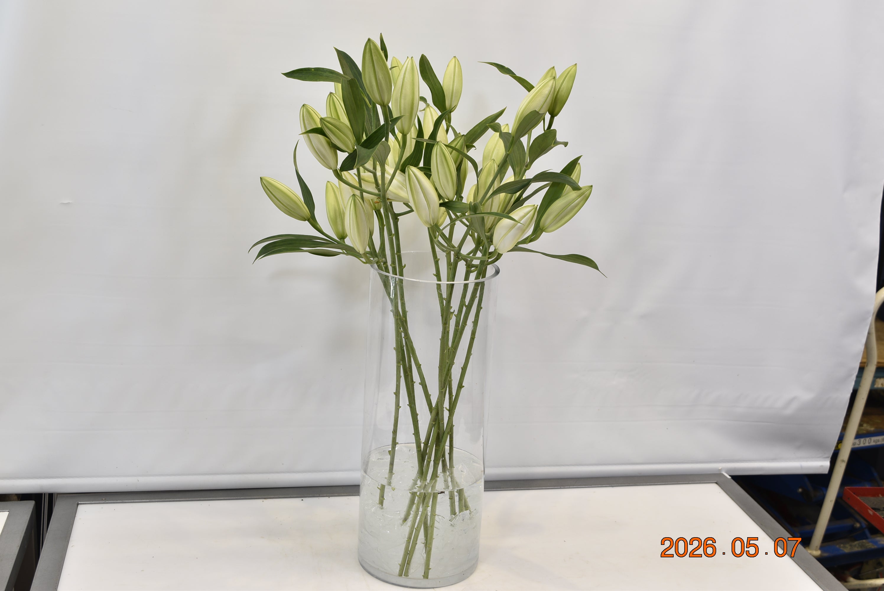 LILY ORIENTAL SANTANDER 4/5 Small