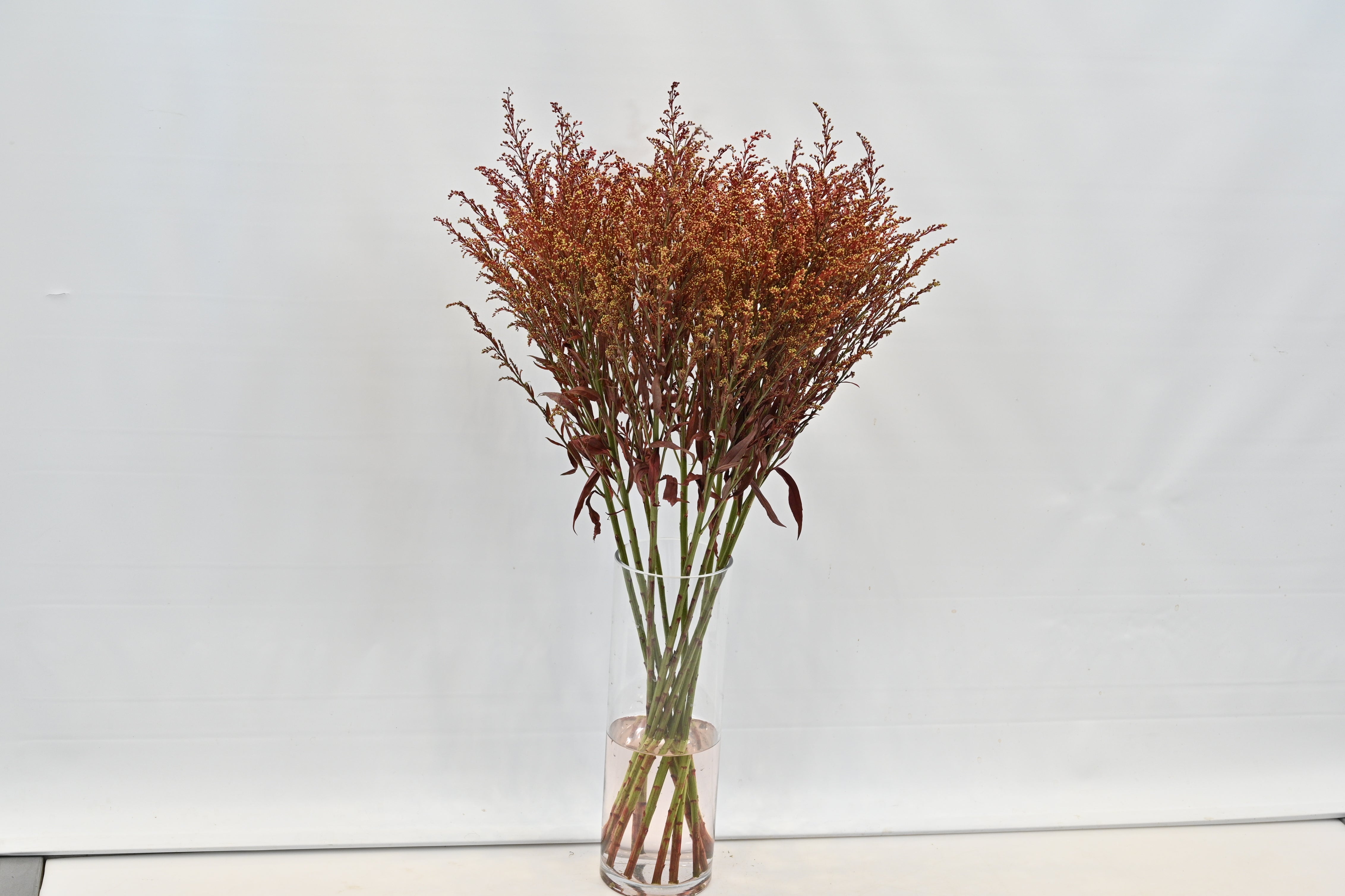 SOLIDAGO DYED BROWN Small
