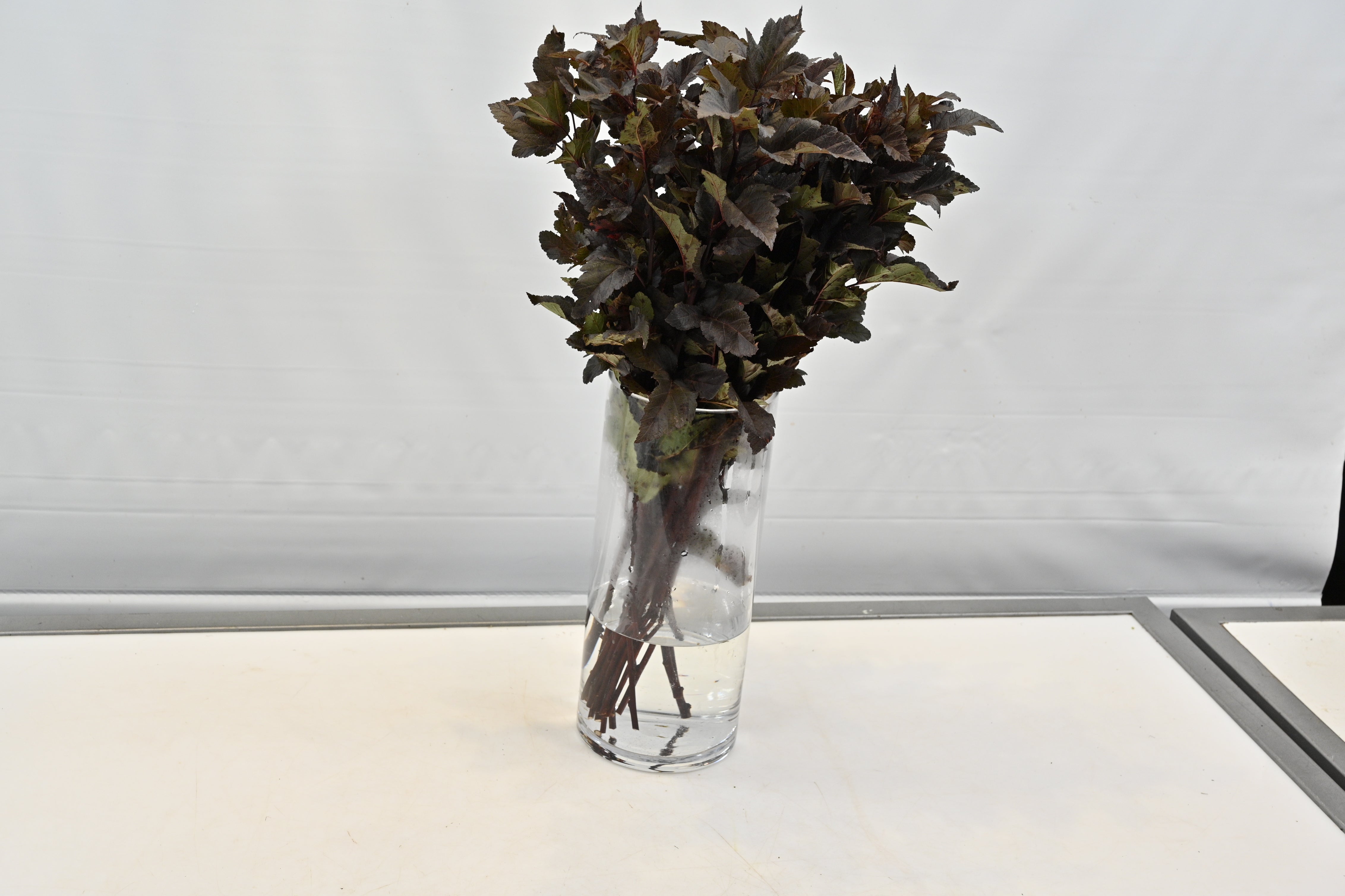 Physocarpus Small
