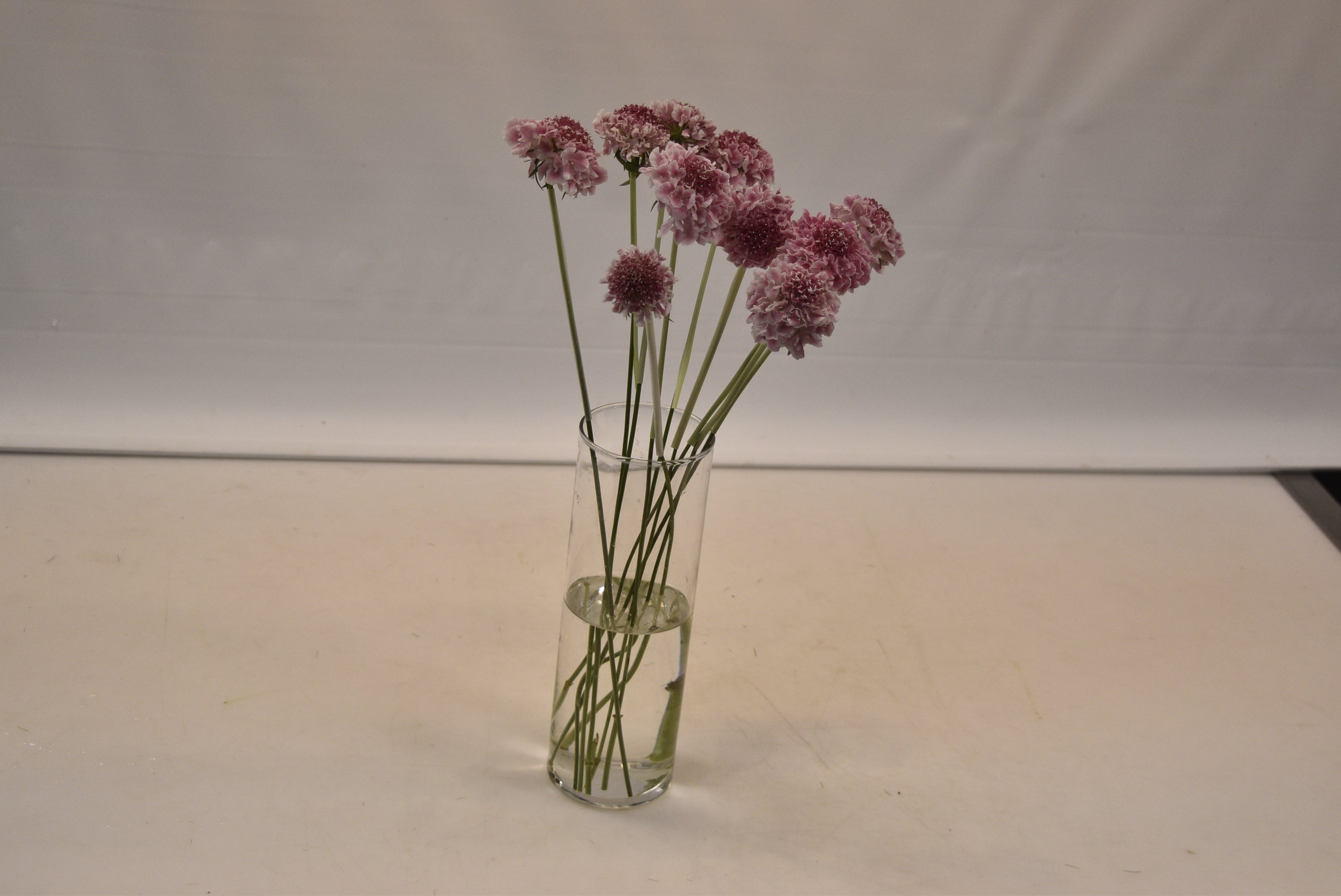 SCABIOSA CANDY SCOOP Small