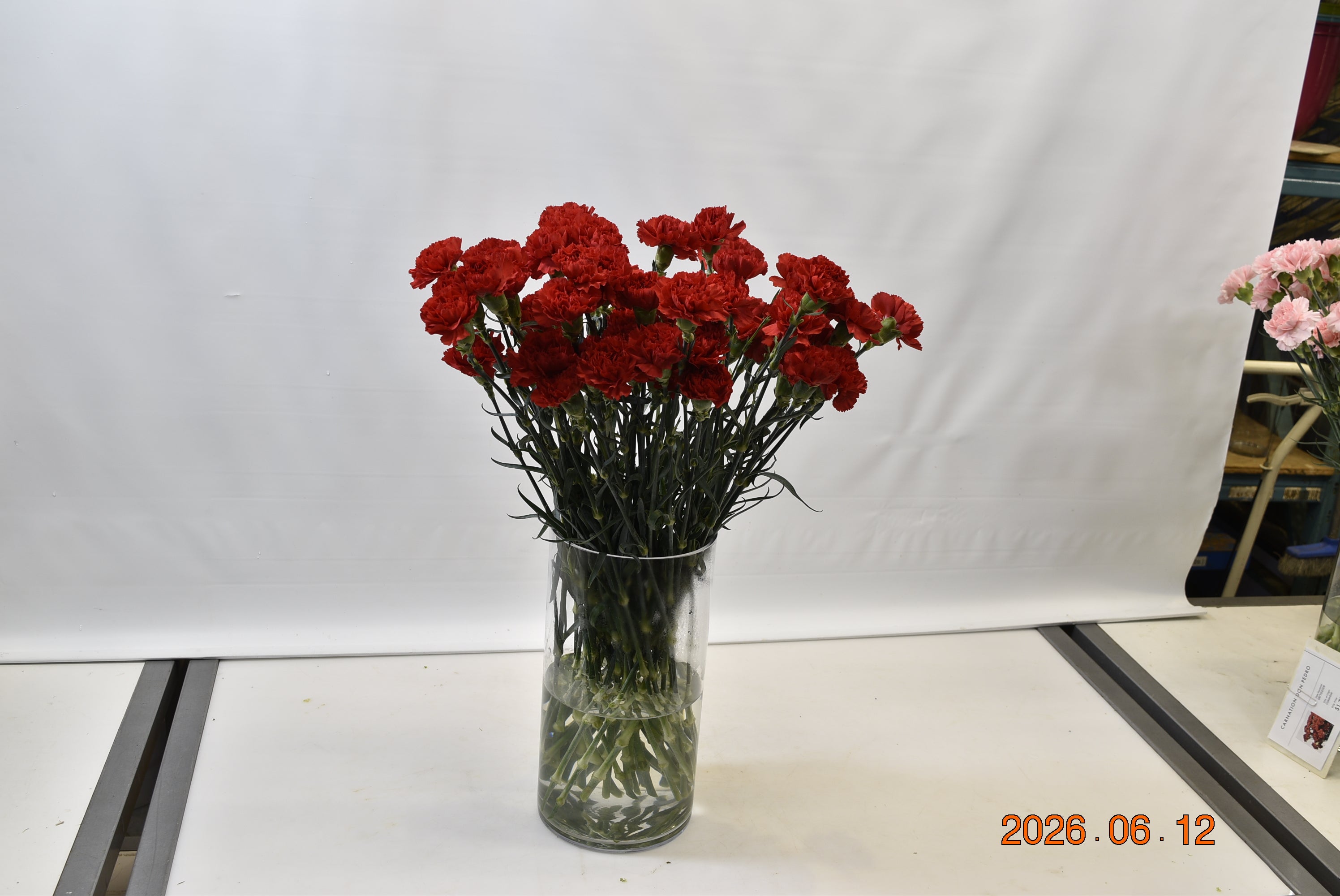 CARNATION DON PEDRO Small