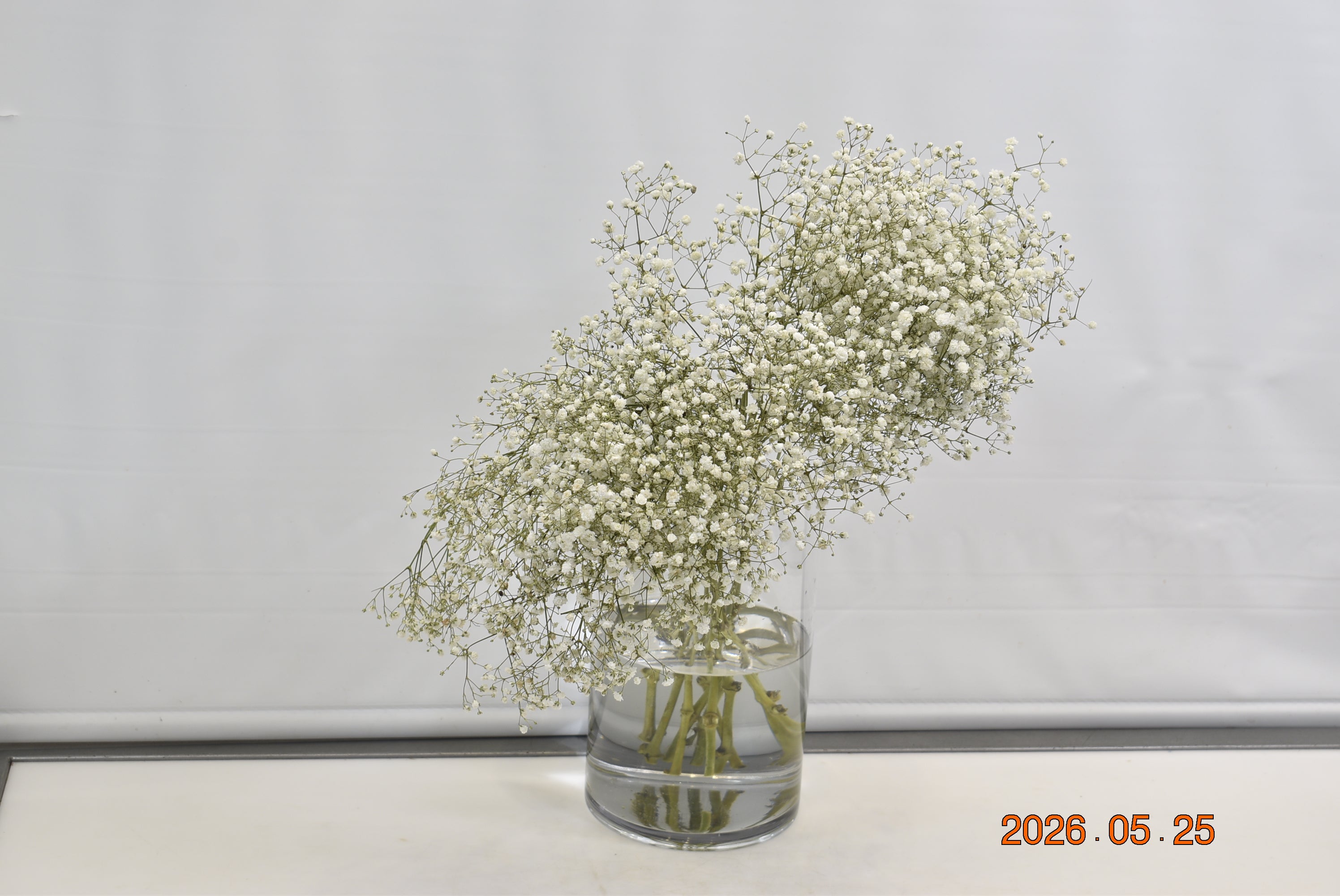 GYPSOPHILA WHITE 250G Small