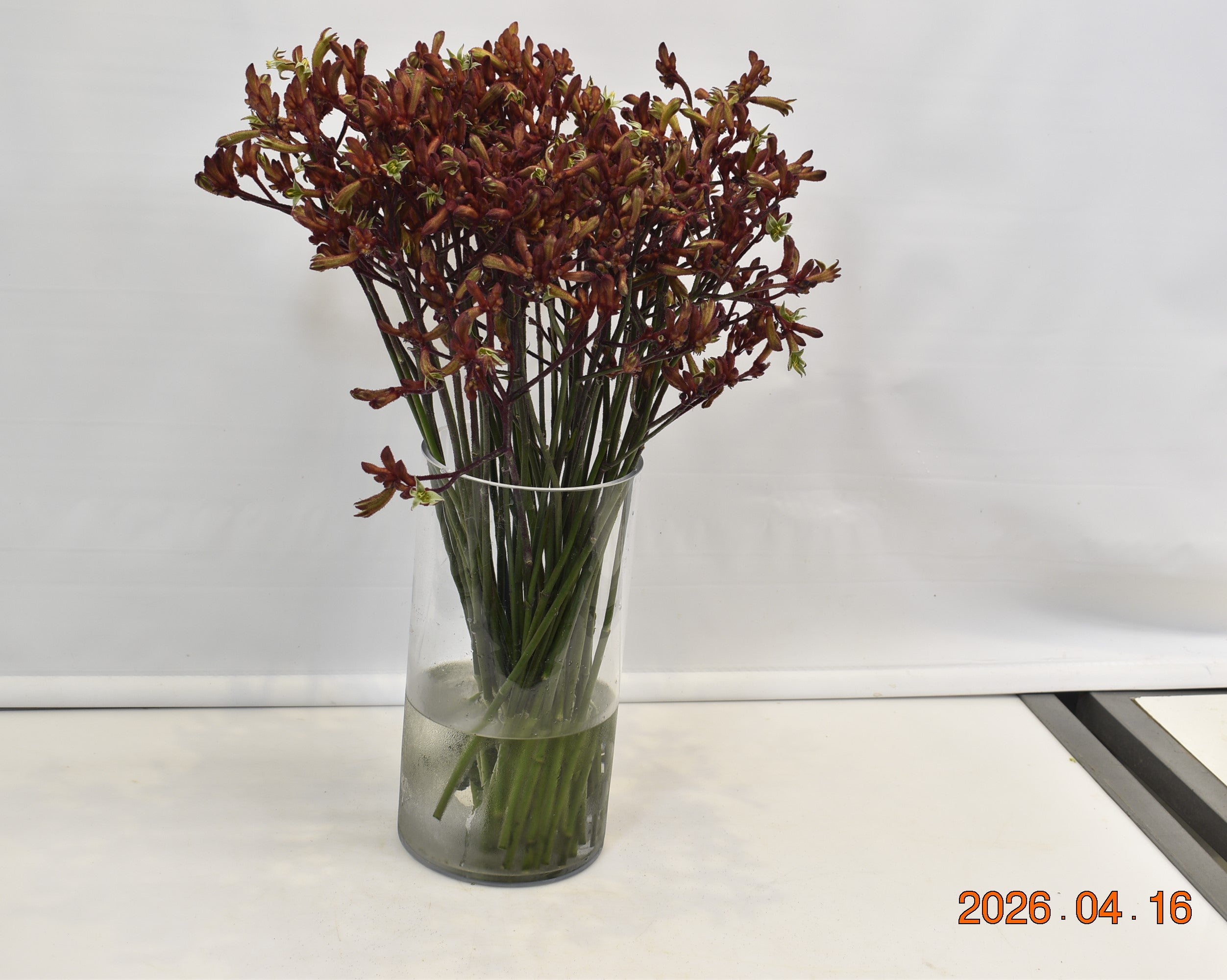 KANGAROO PAW BURGUNDY Small