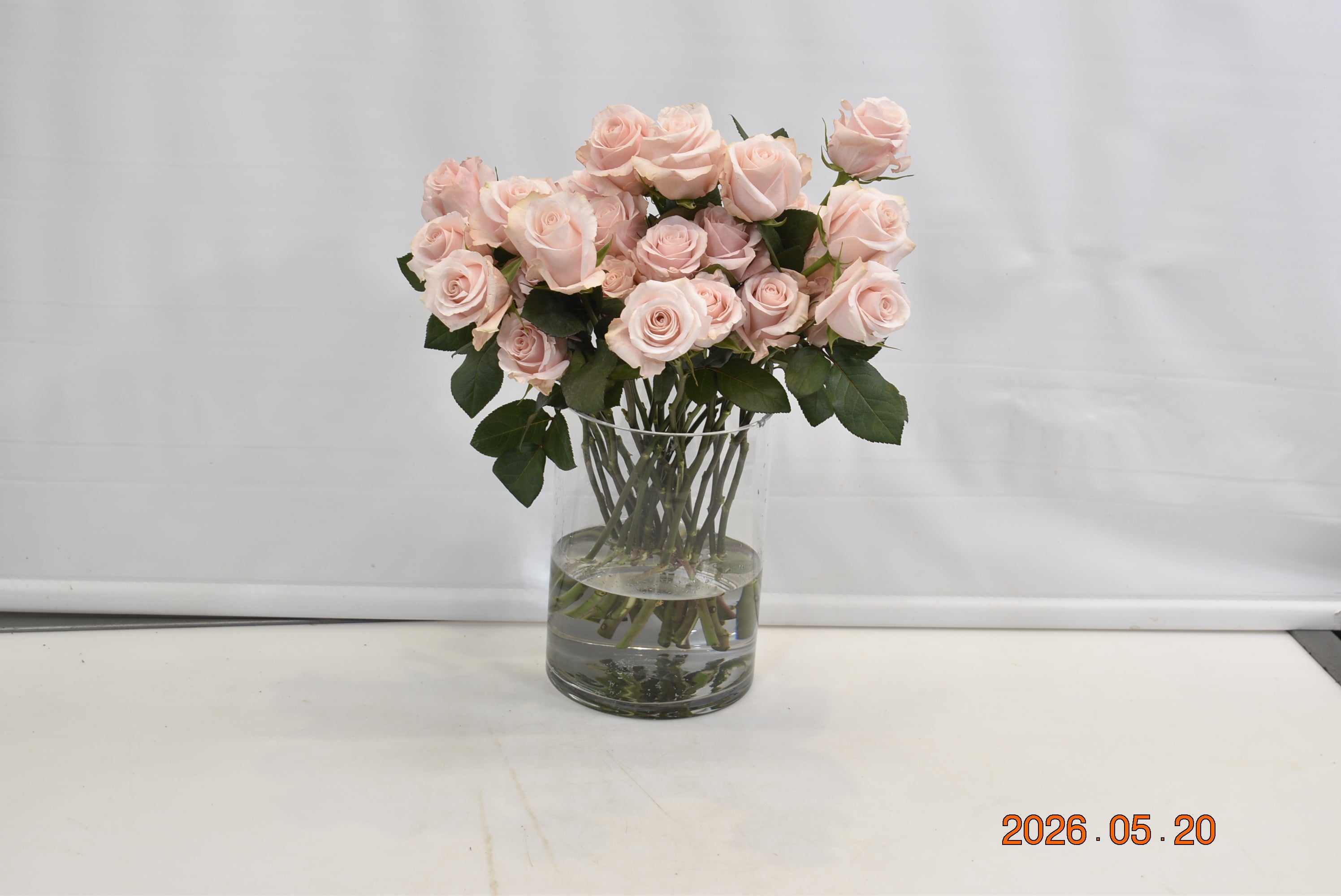 Rose Sweet Beat Small