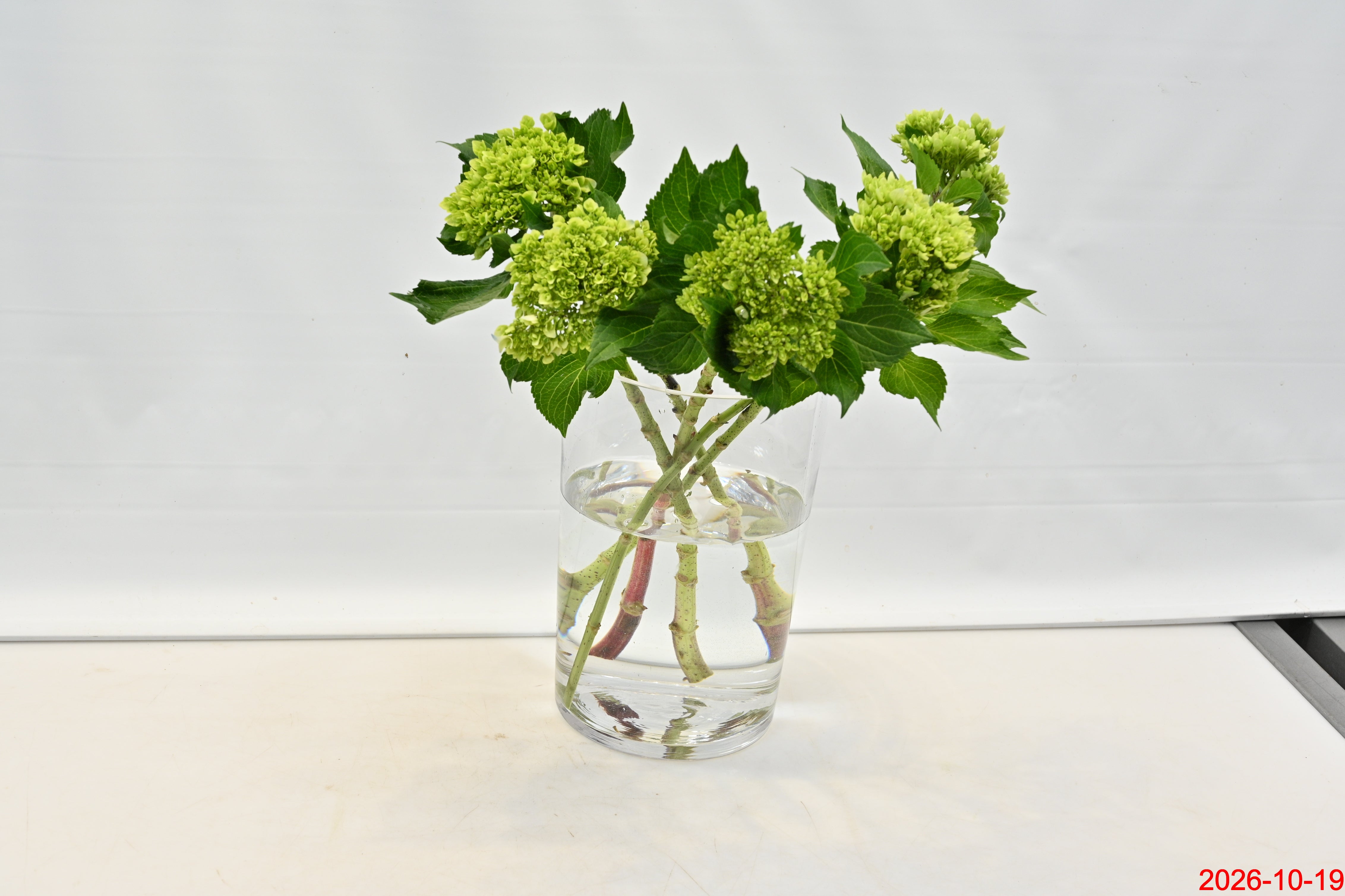 Hydrangea Green Small