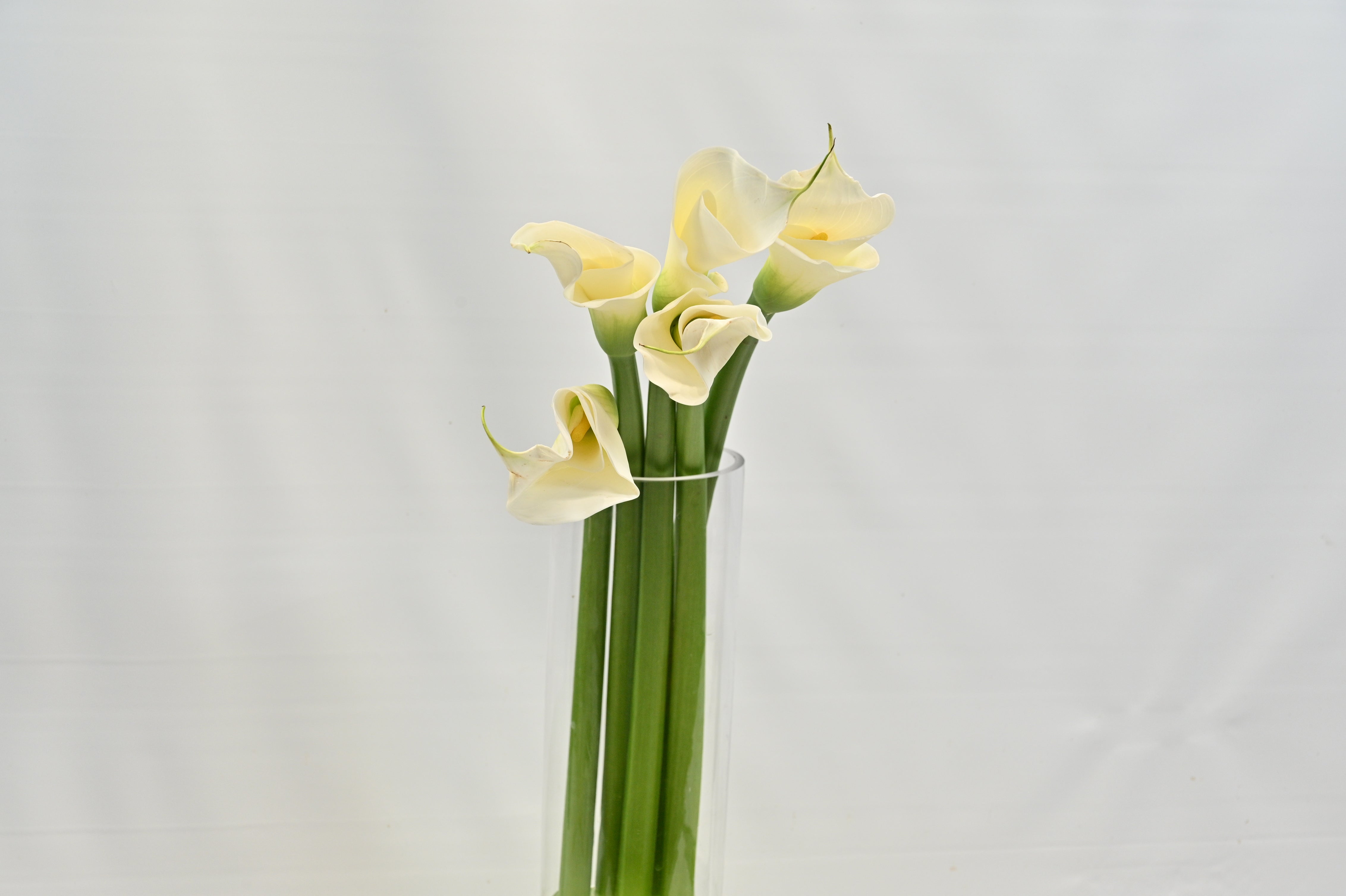 CALLA WHITE Small