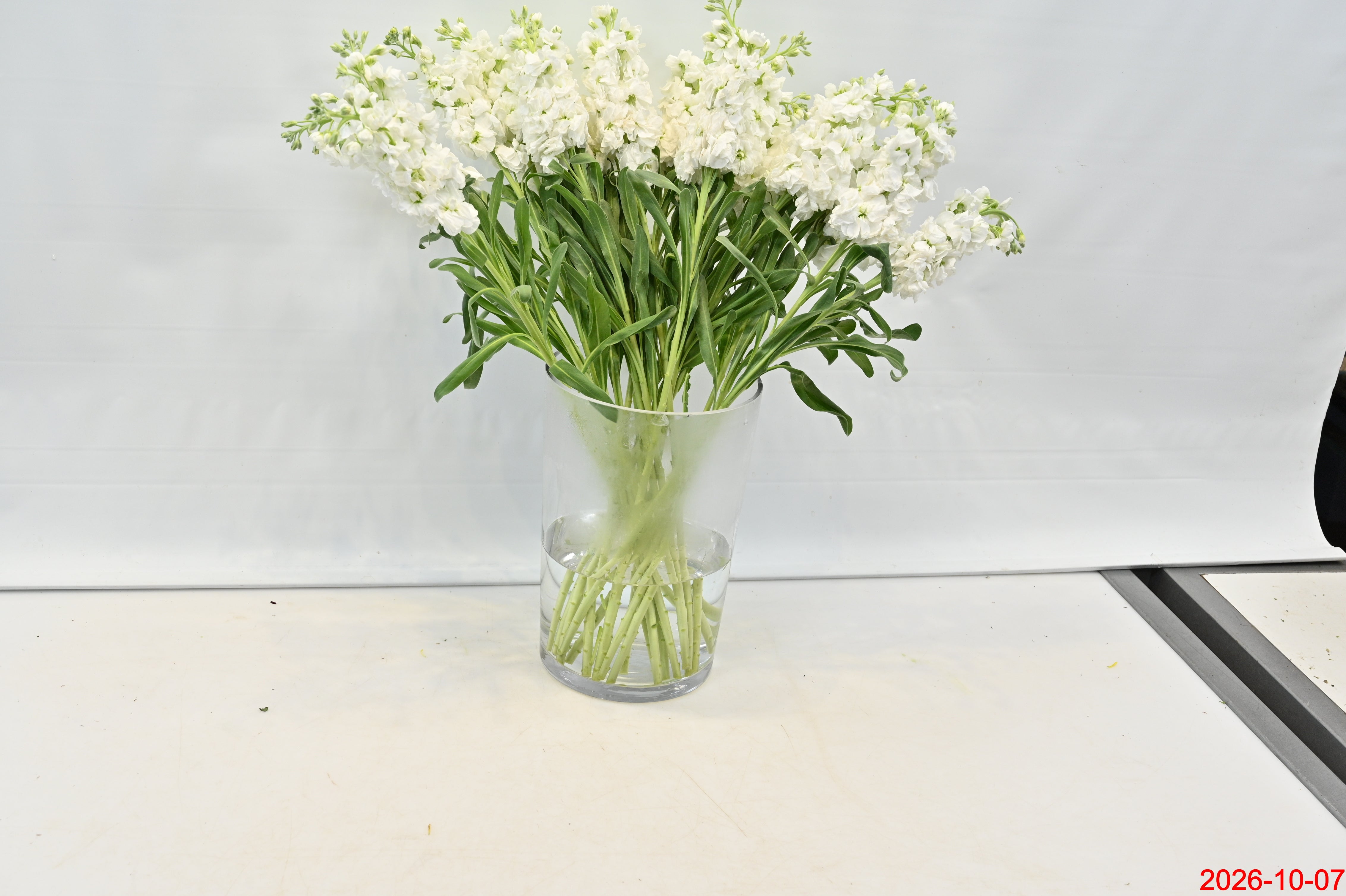 STOCK WHITE Small
