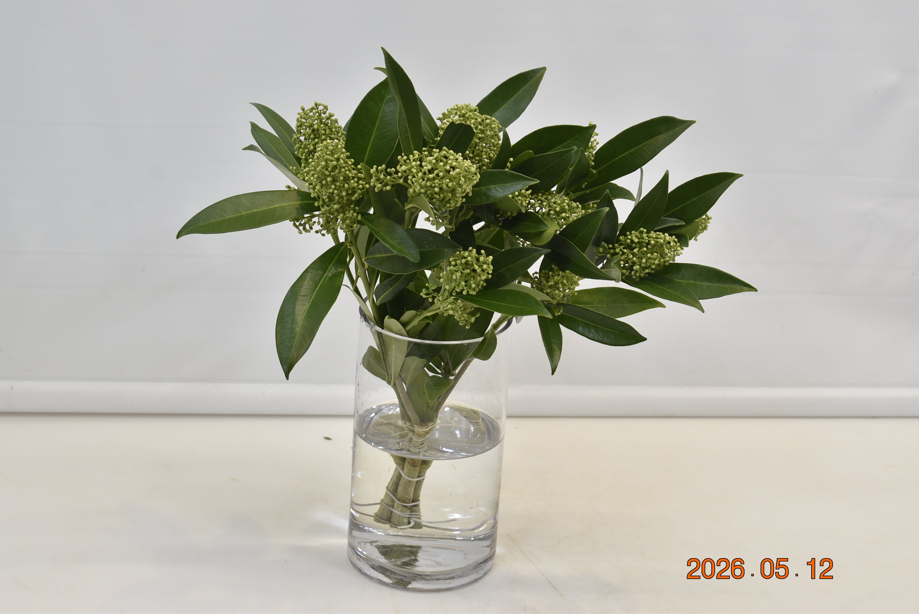 Skimmia Confusa Green Kew 125g Small