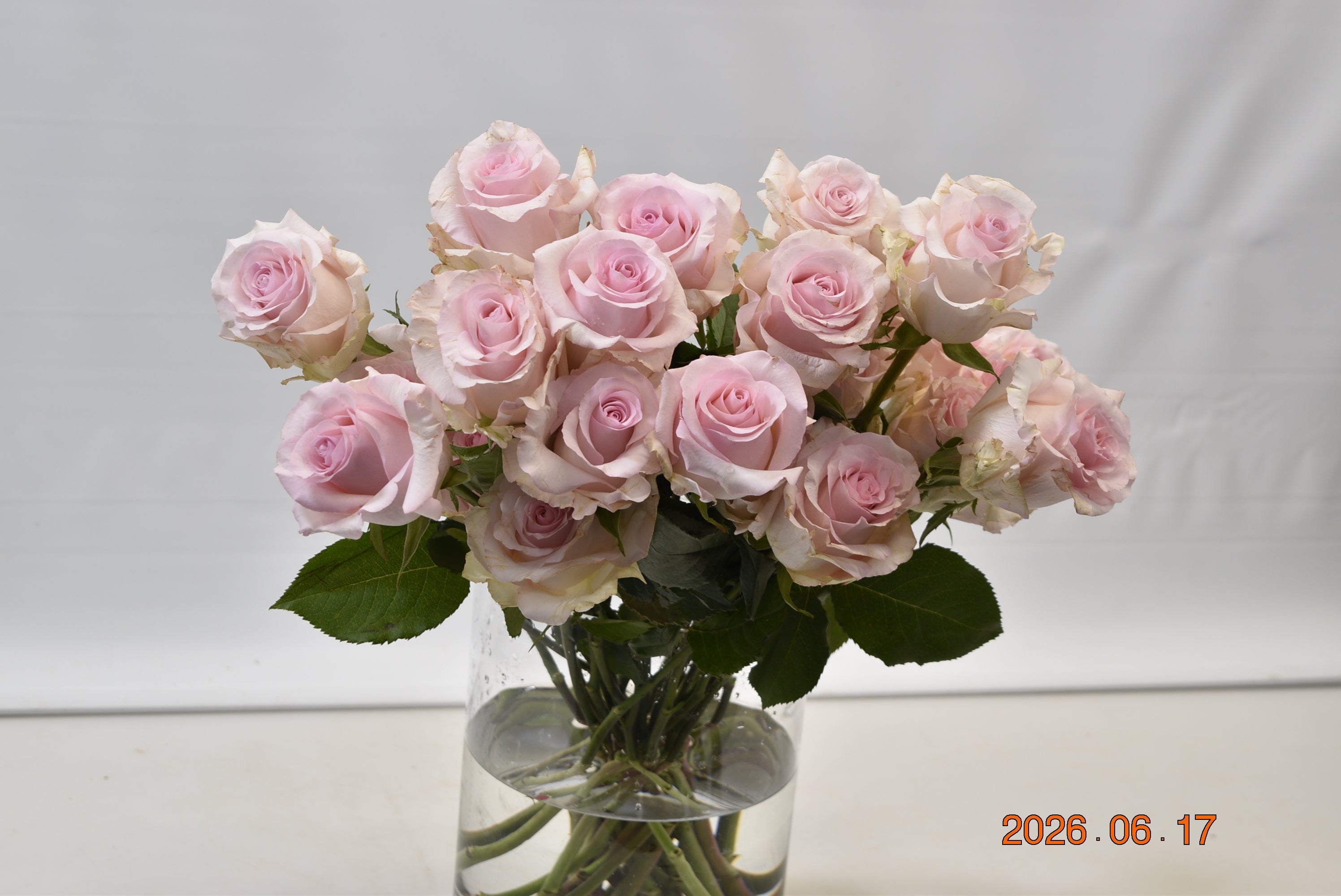 ROSE NENA Small