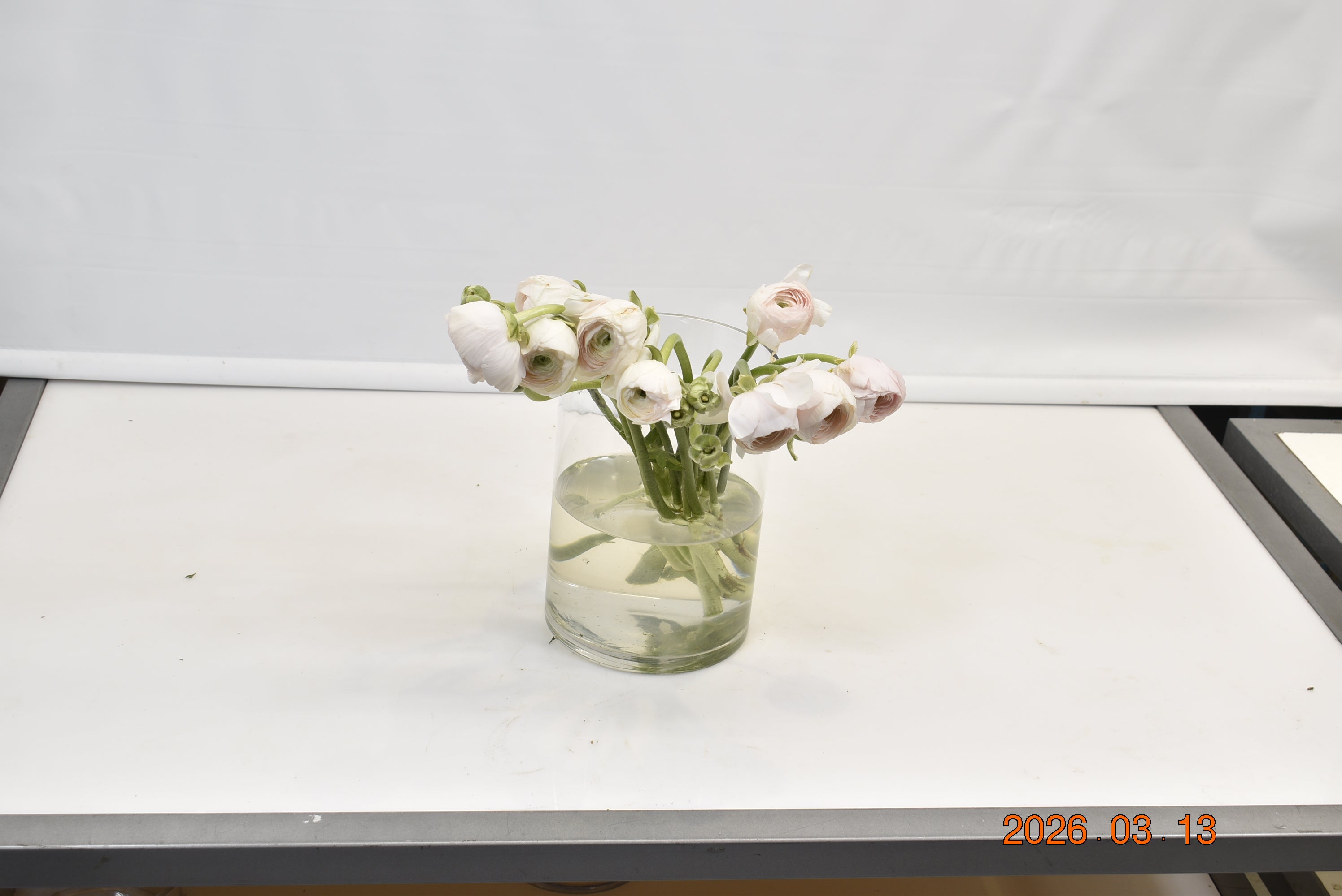 RANUNCULUS CLONI HANOI Small