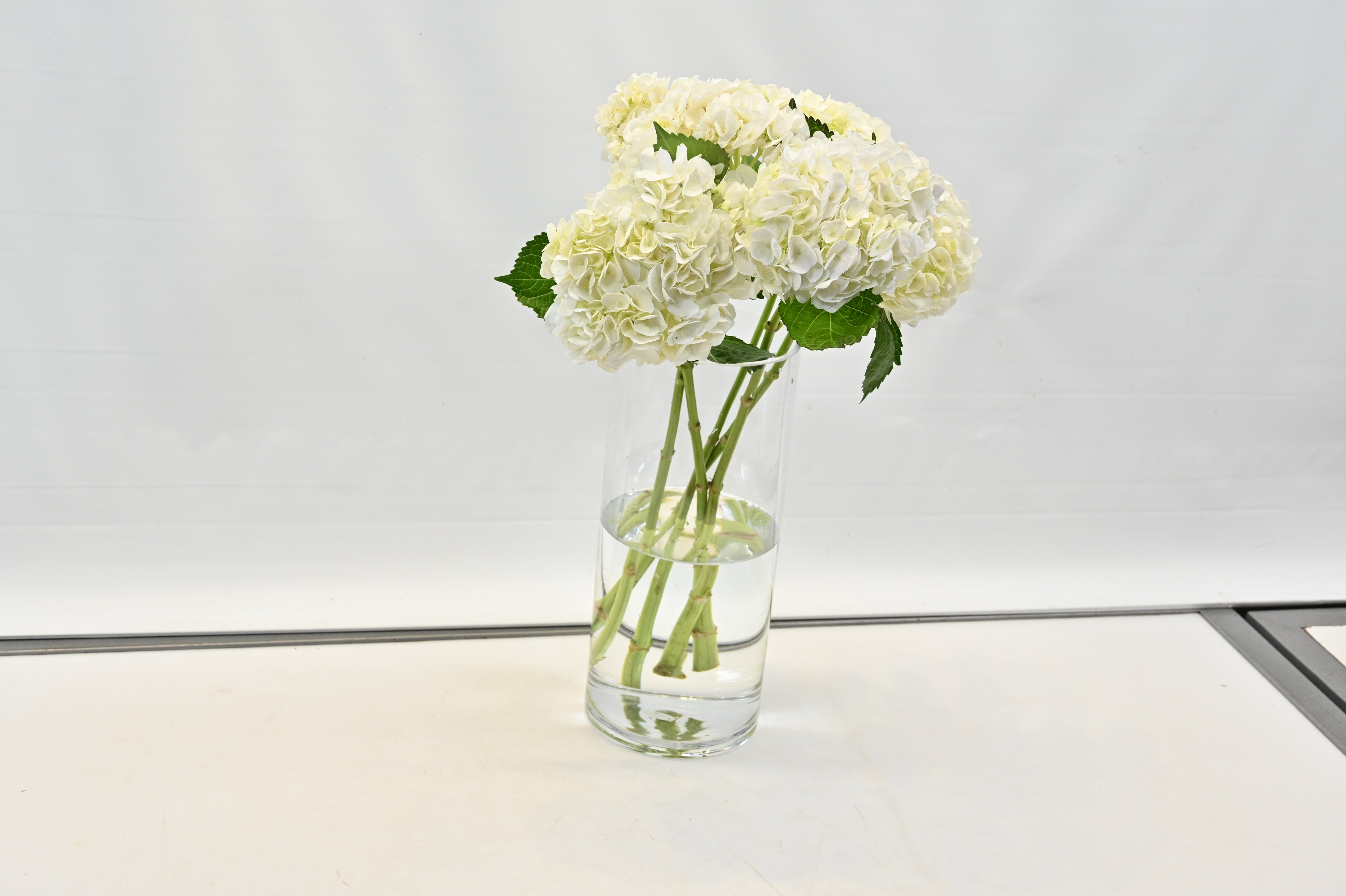 HYDRANGEA S. A. WHITE Small