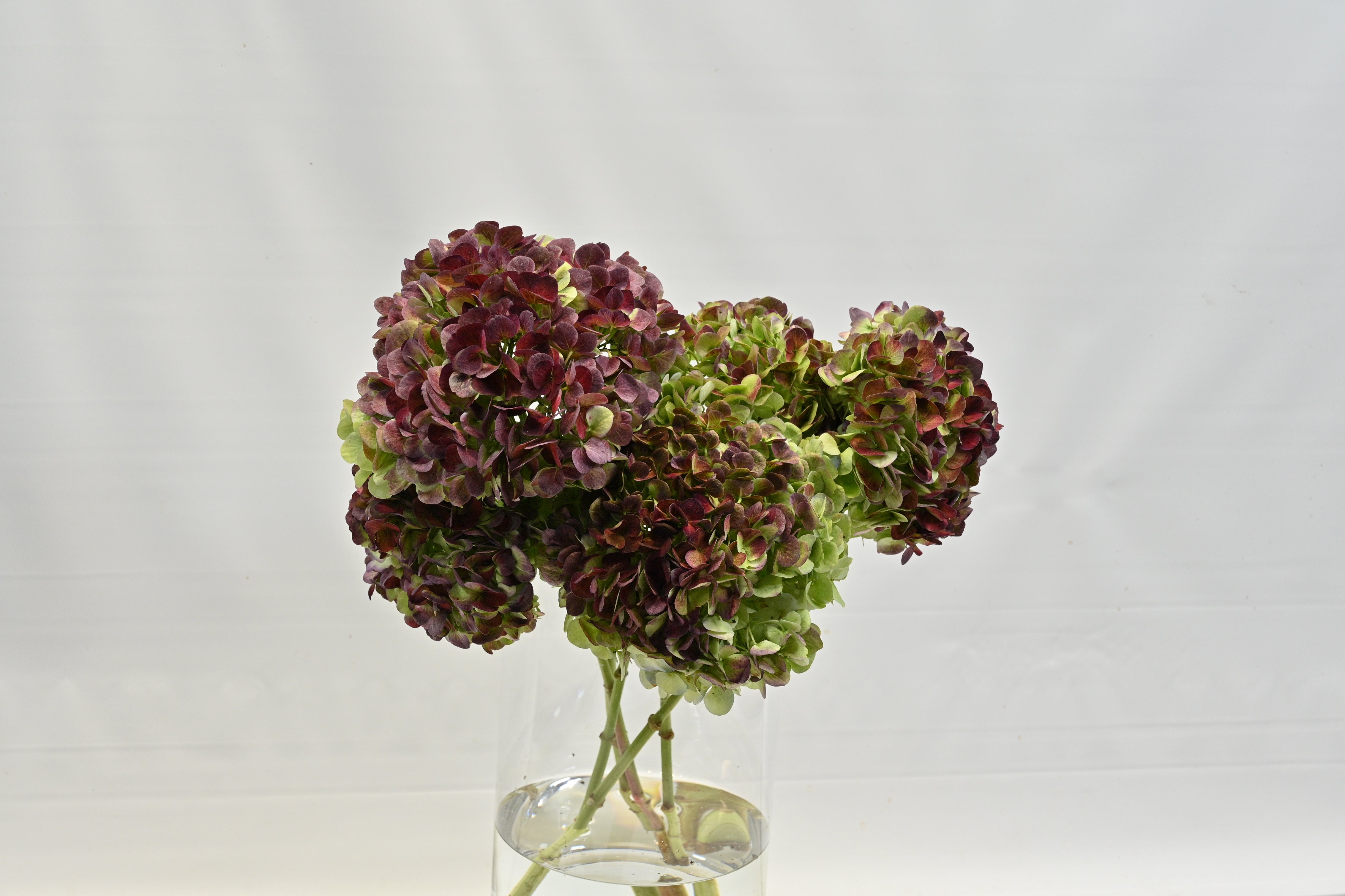 Hydrangea Antique Red Small