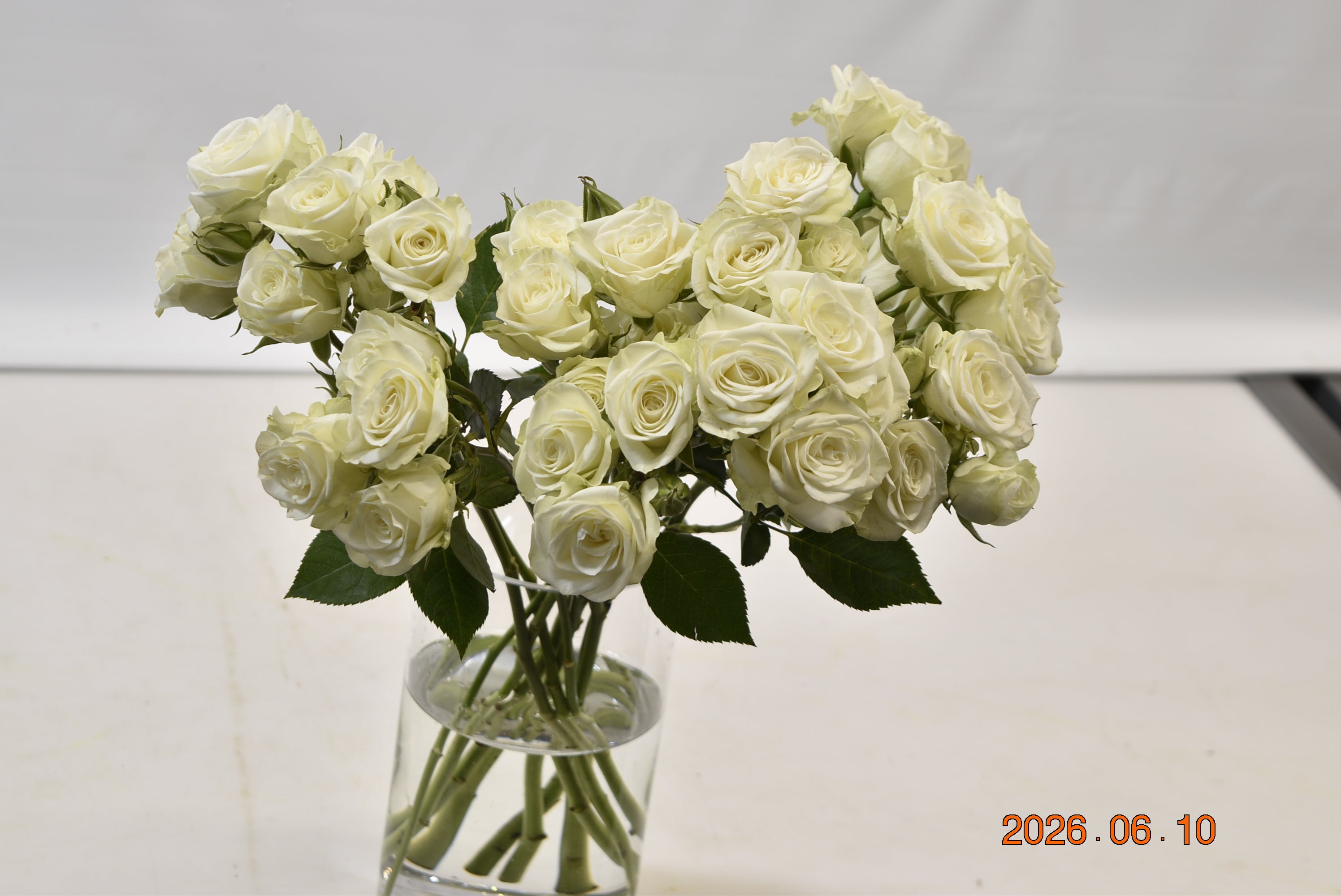Rose Spray Floreana Small