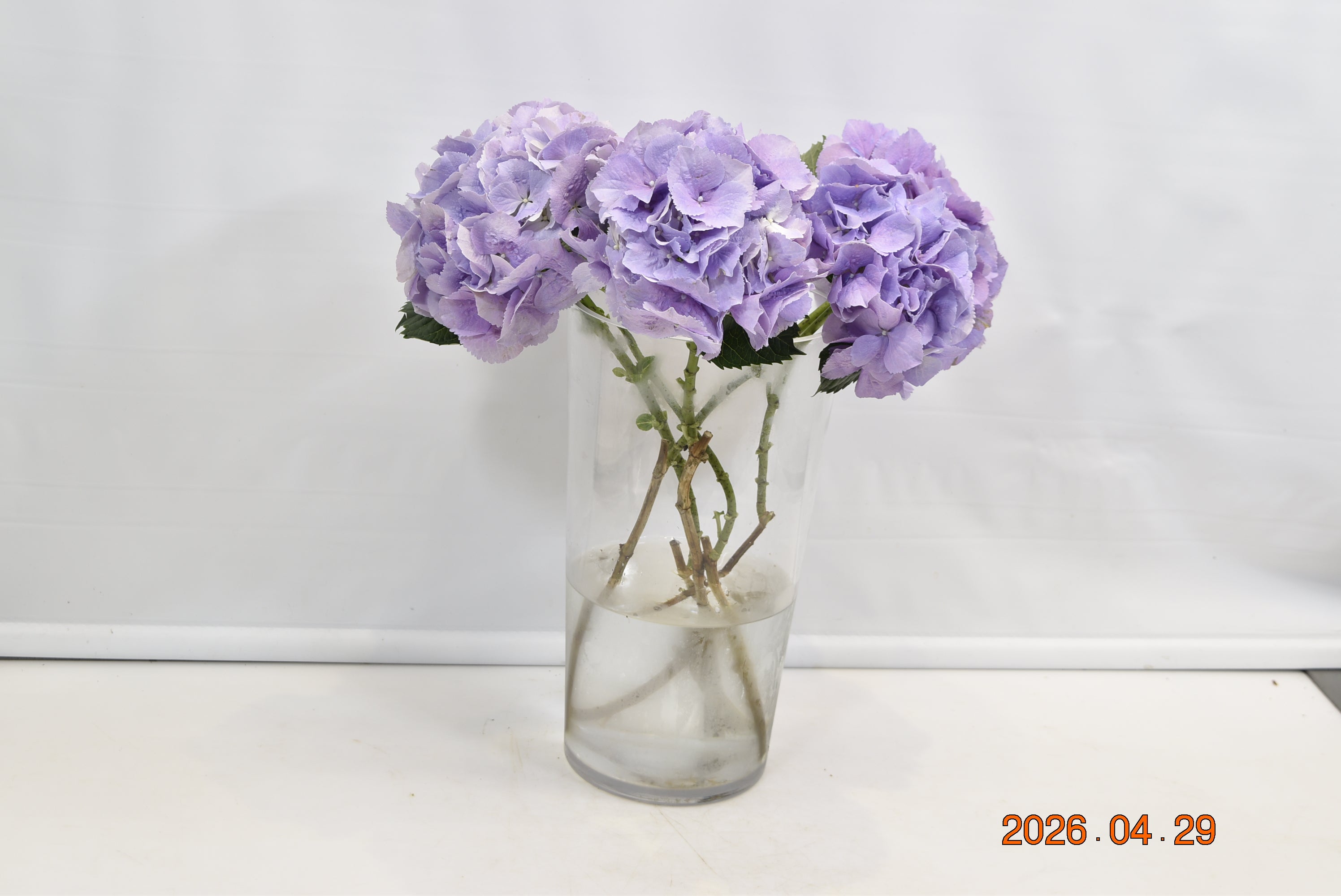 Hydrangea Royal Benefit Small