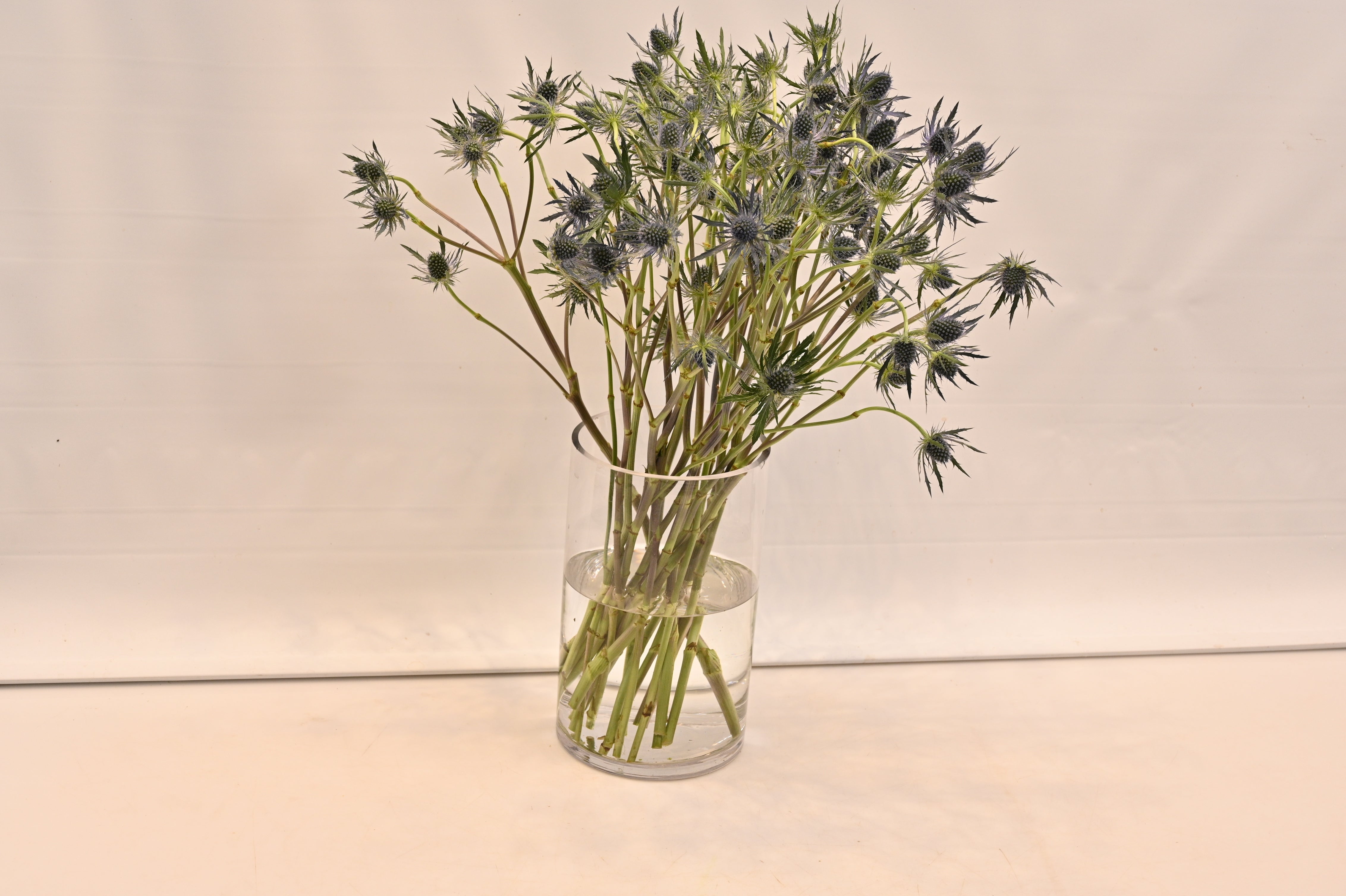 ERYNGIUM BLUE DYNAMITE Small