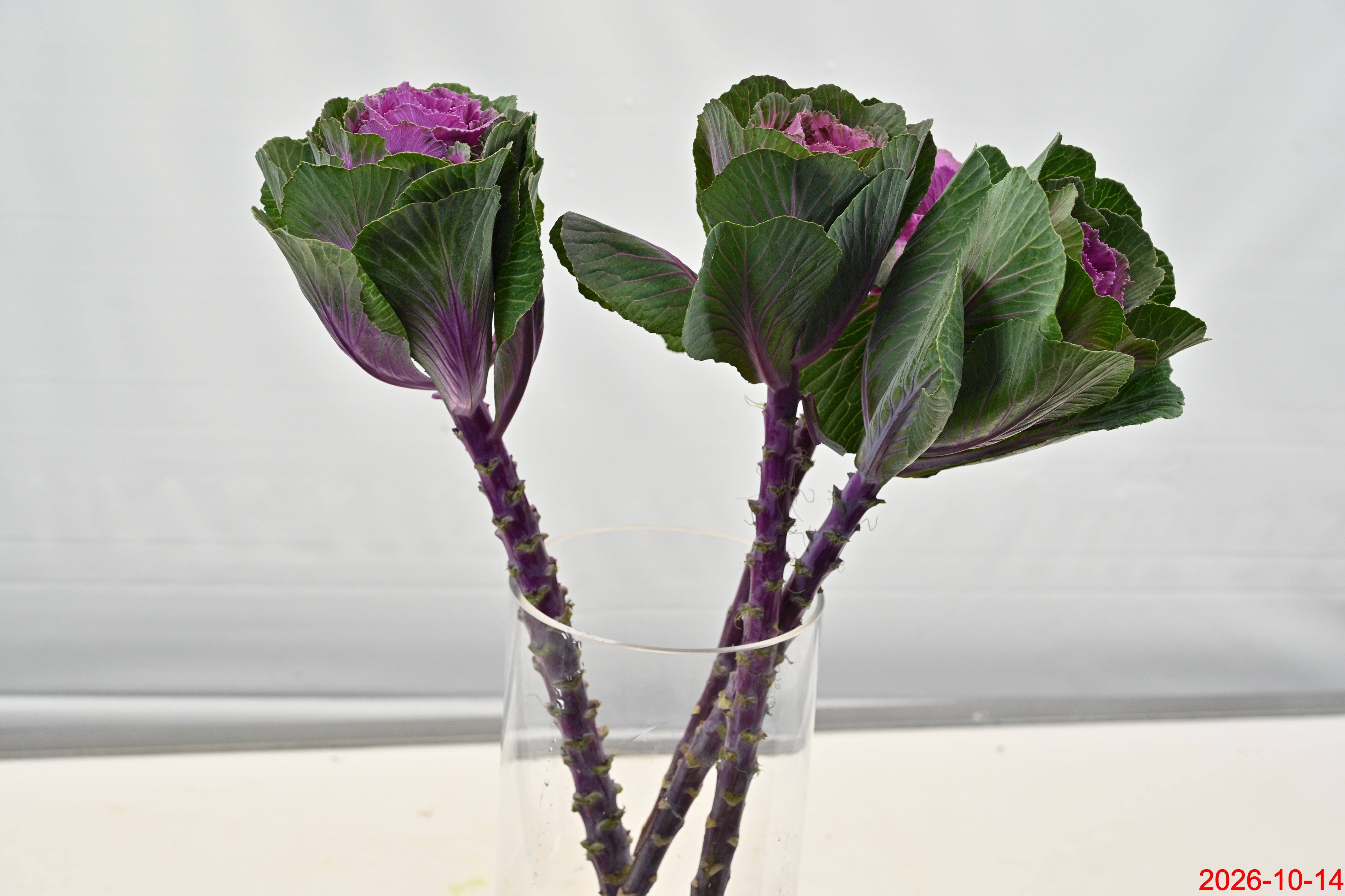 KALE PURPLE Small