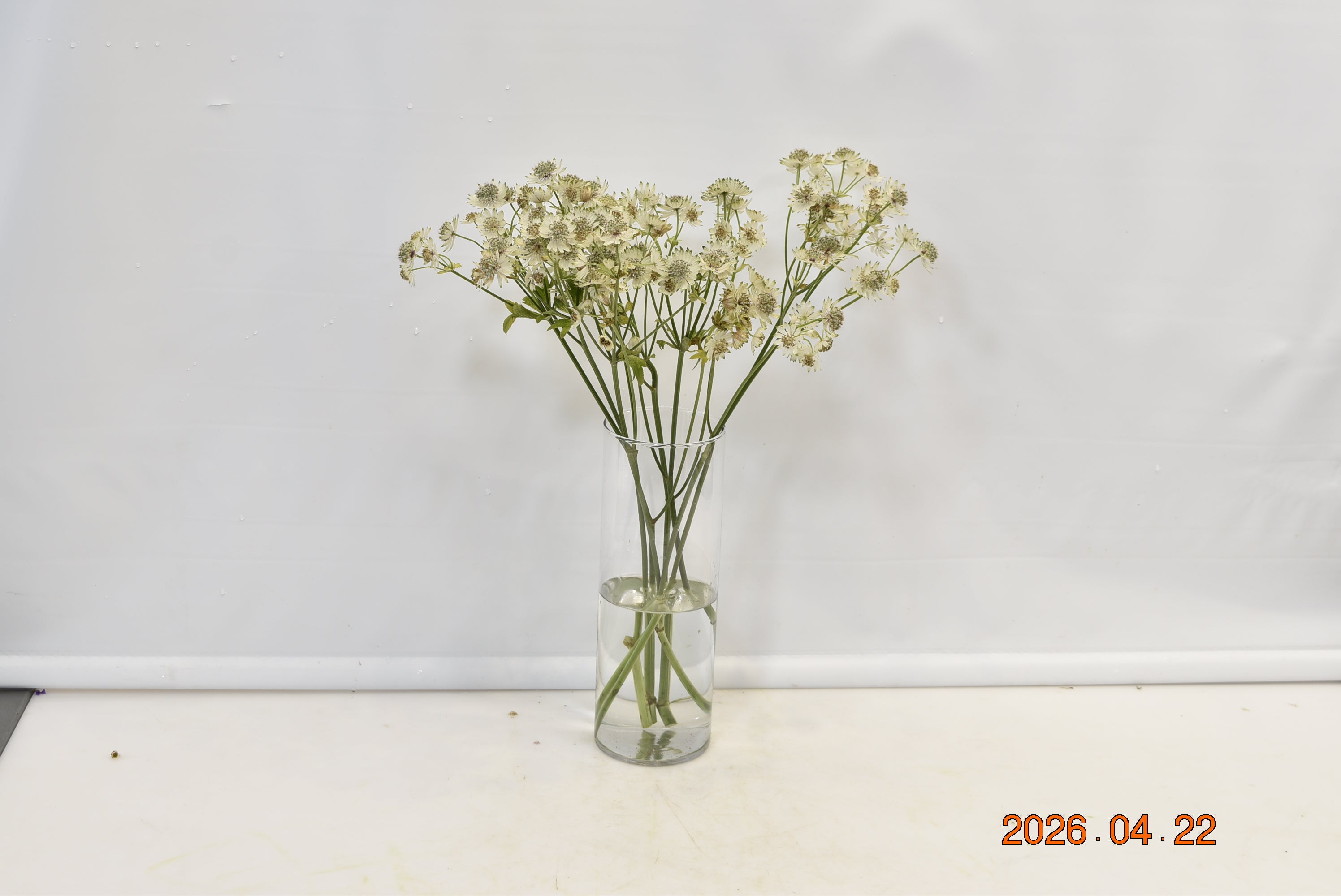 ASTRANTIA MILLION STAR Small
