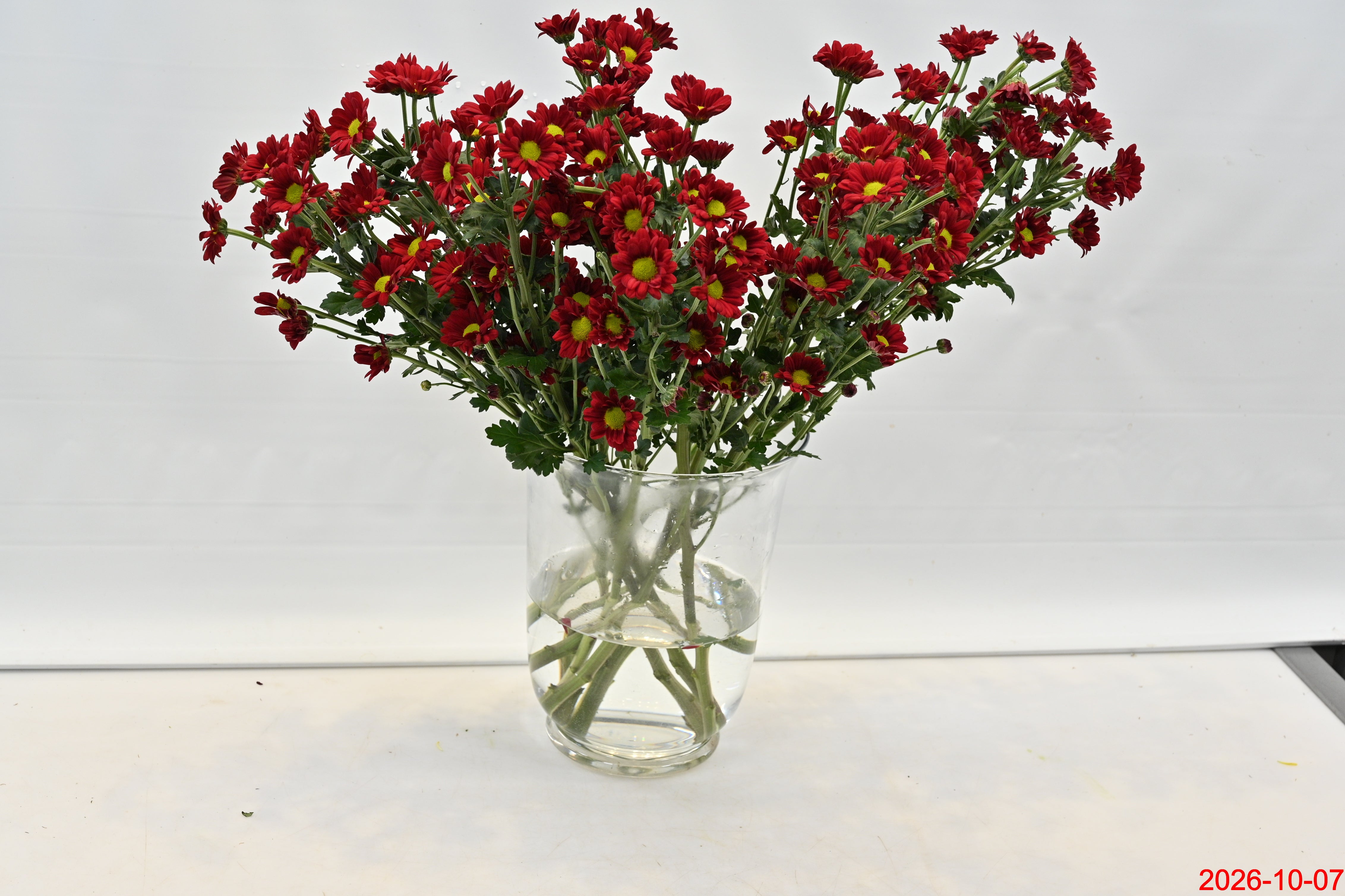 CHRYSANTHEMUM ASSORTED Small