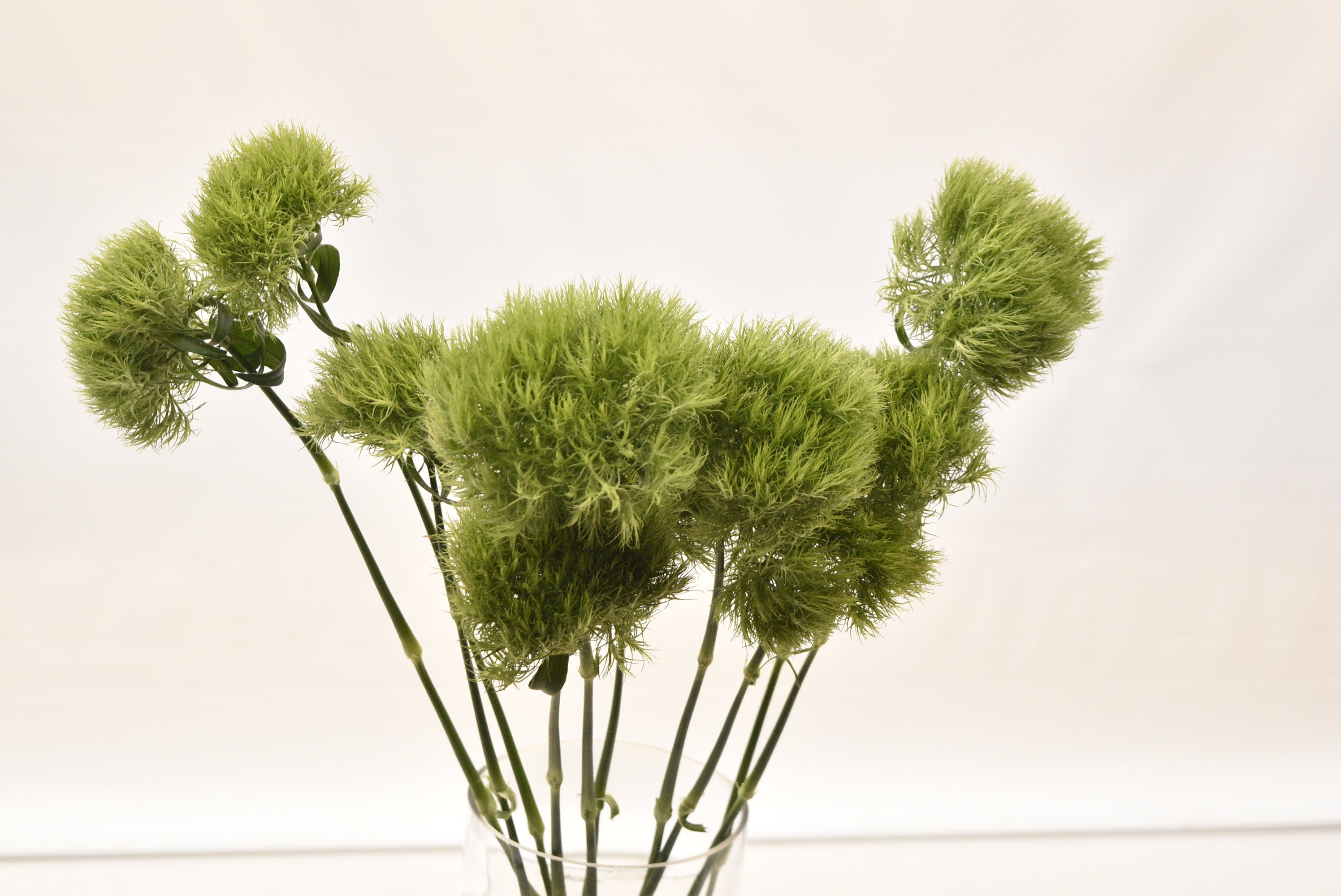 DIANTHUS GREEN BALL Small
