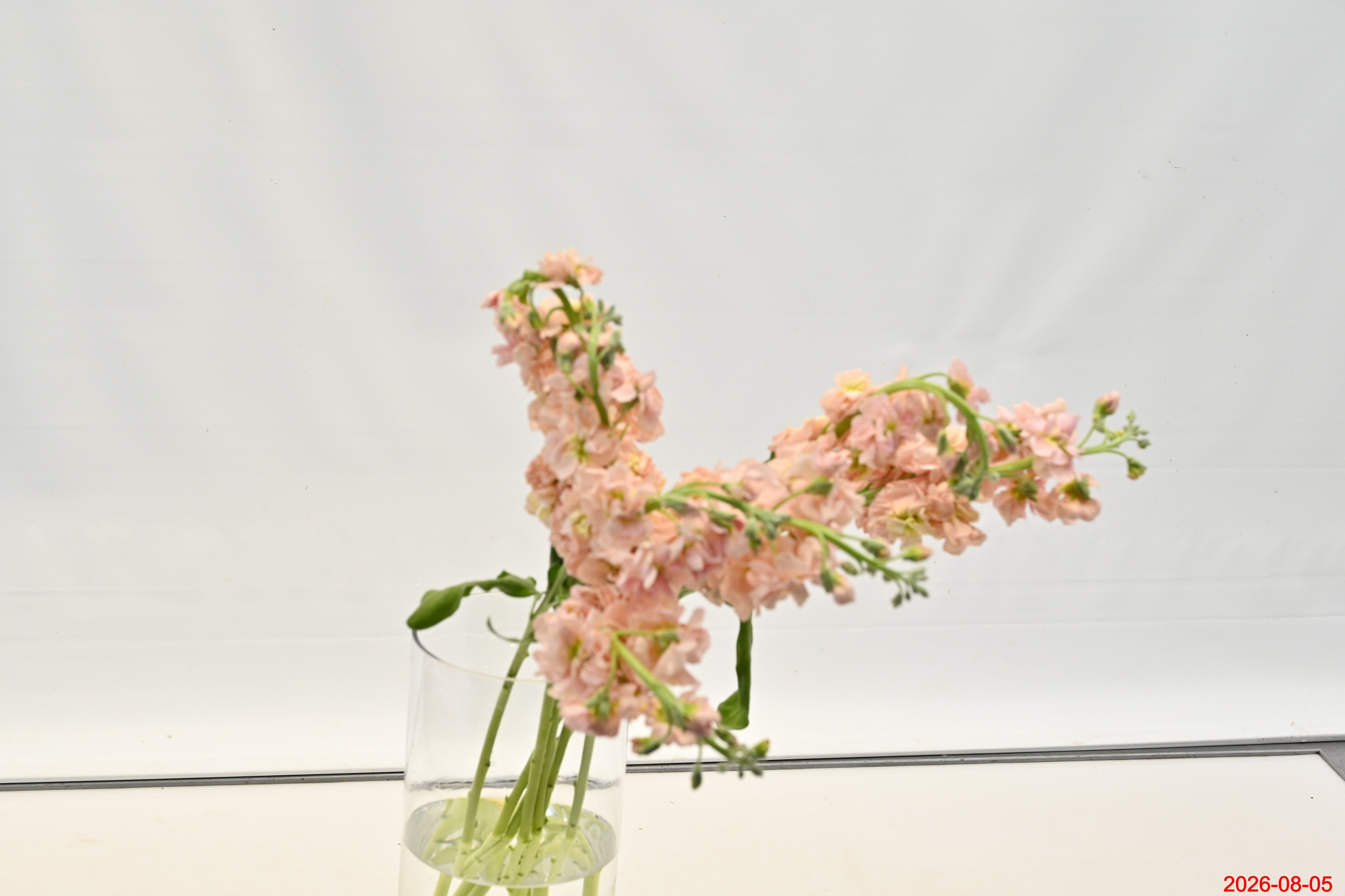 STOCK PEACH Small