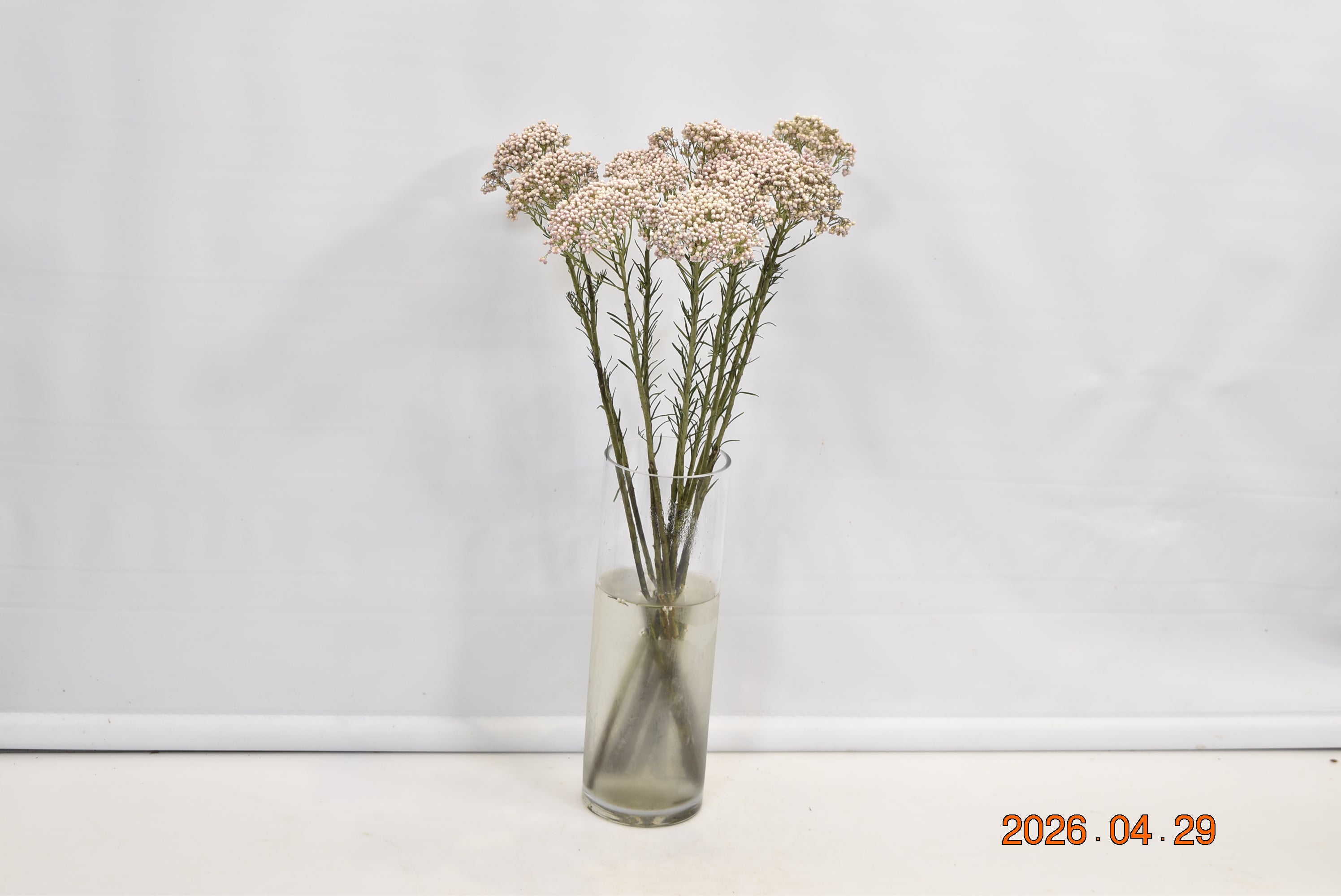 Rice Flower Victoria Pink Small