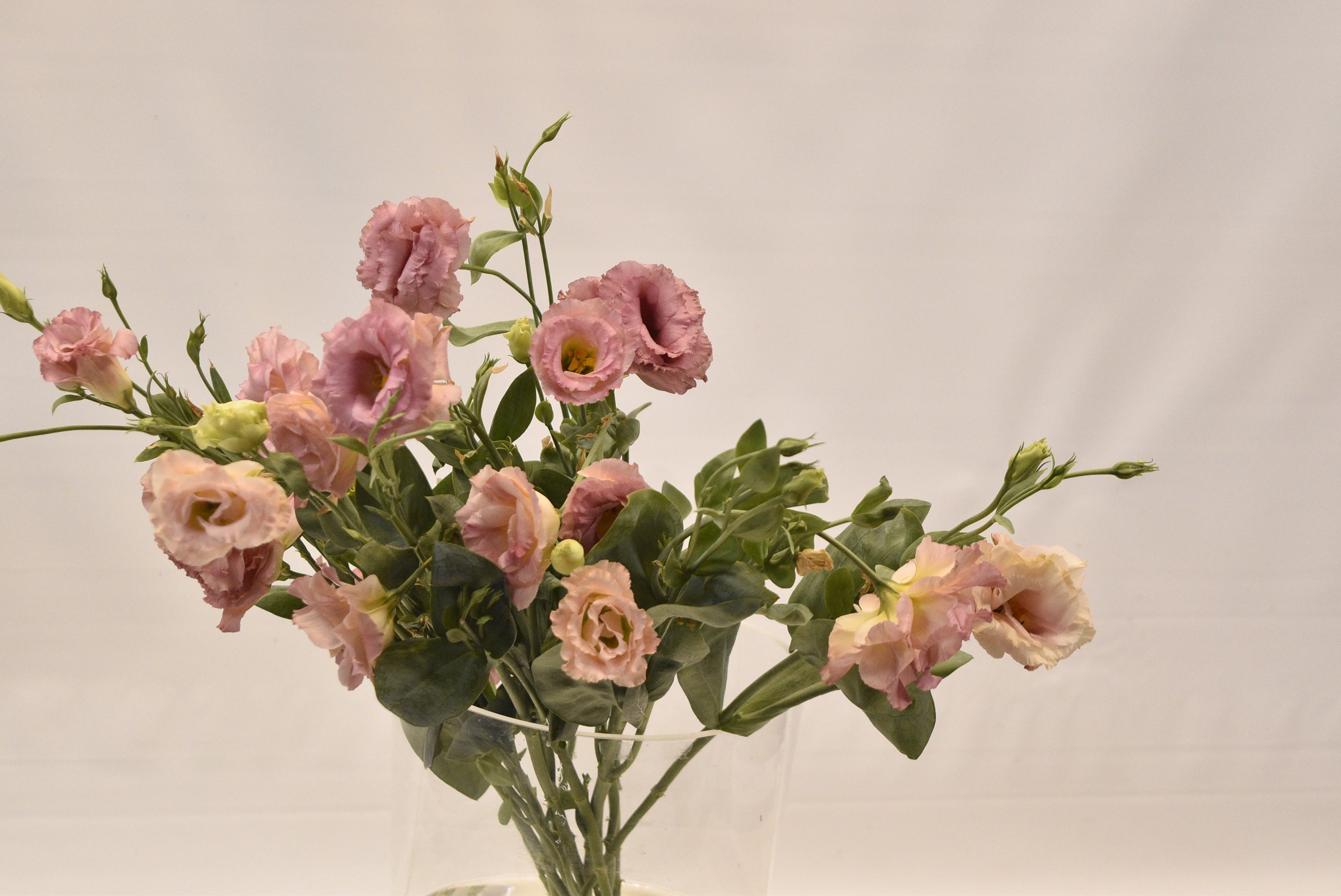 Lisianthus Dbl Alissa Champagne Small
