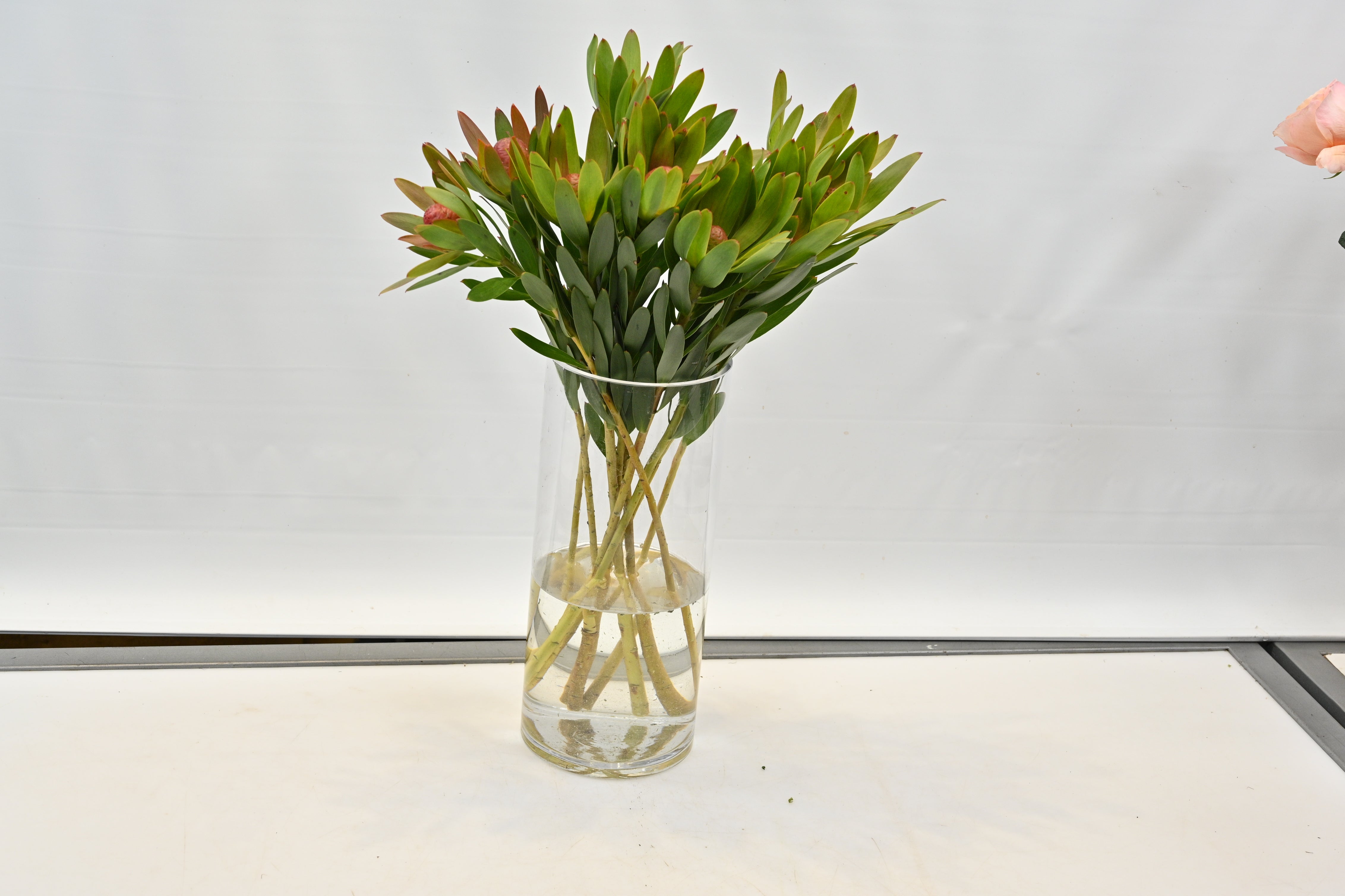 LEUCADENDRON ROSETTE Small