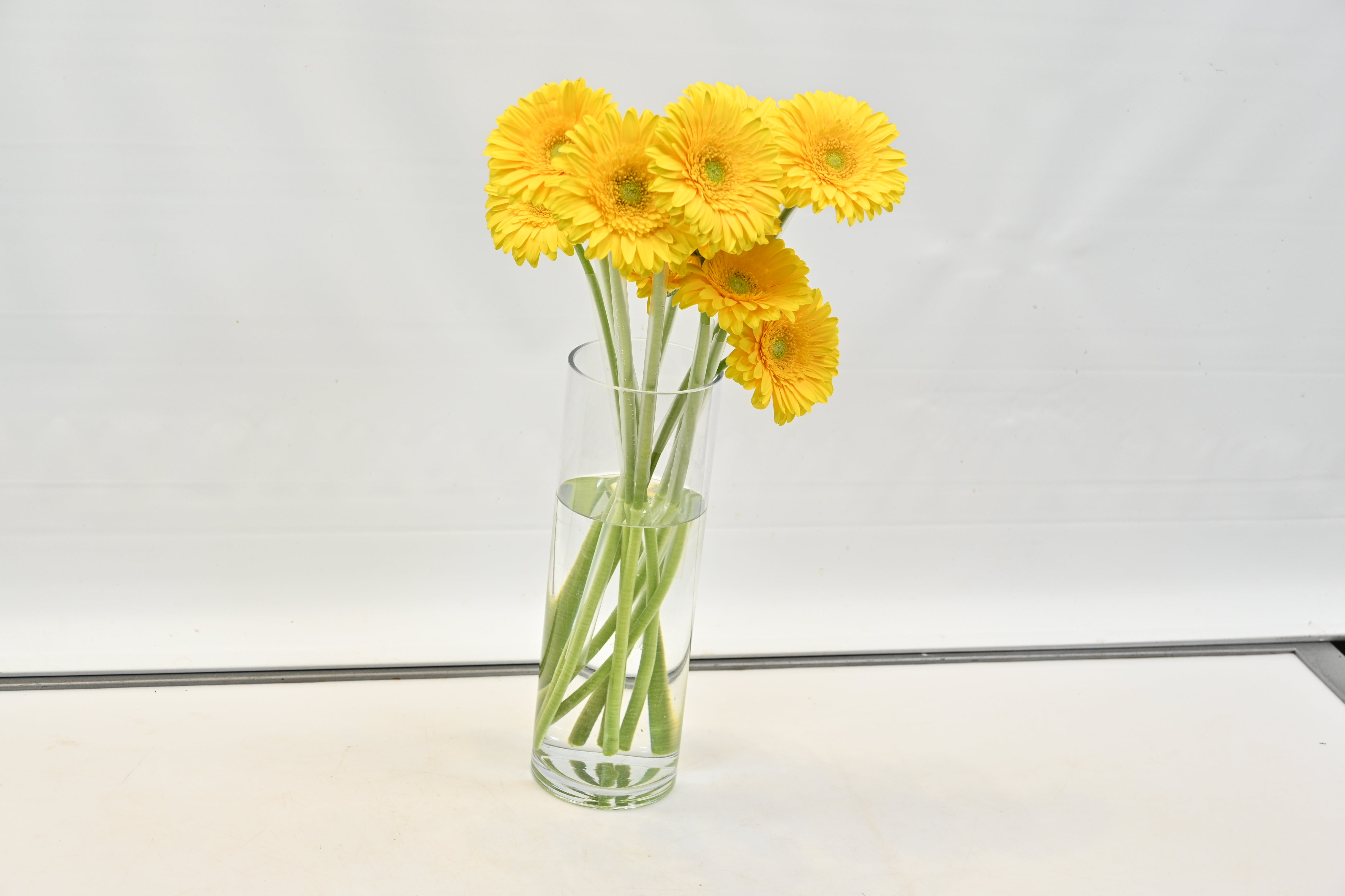 GERBERA BONAMARE Small