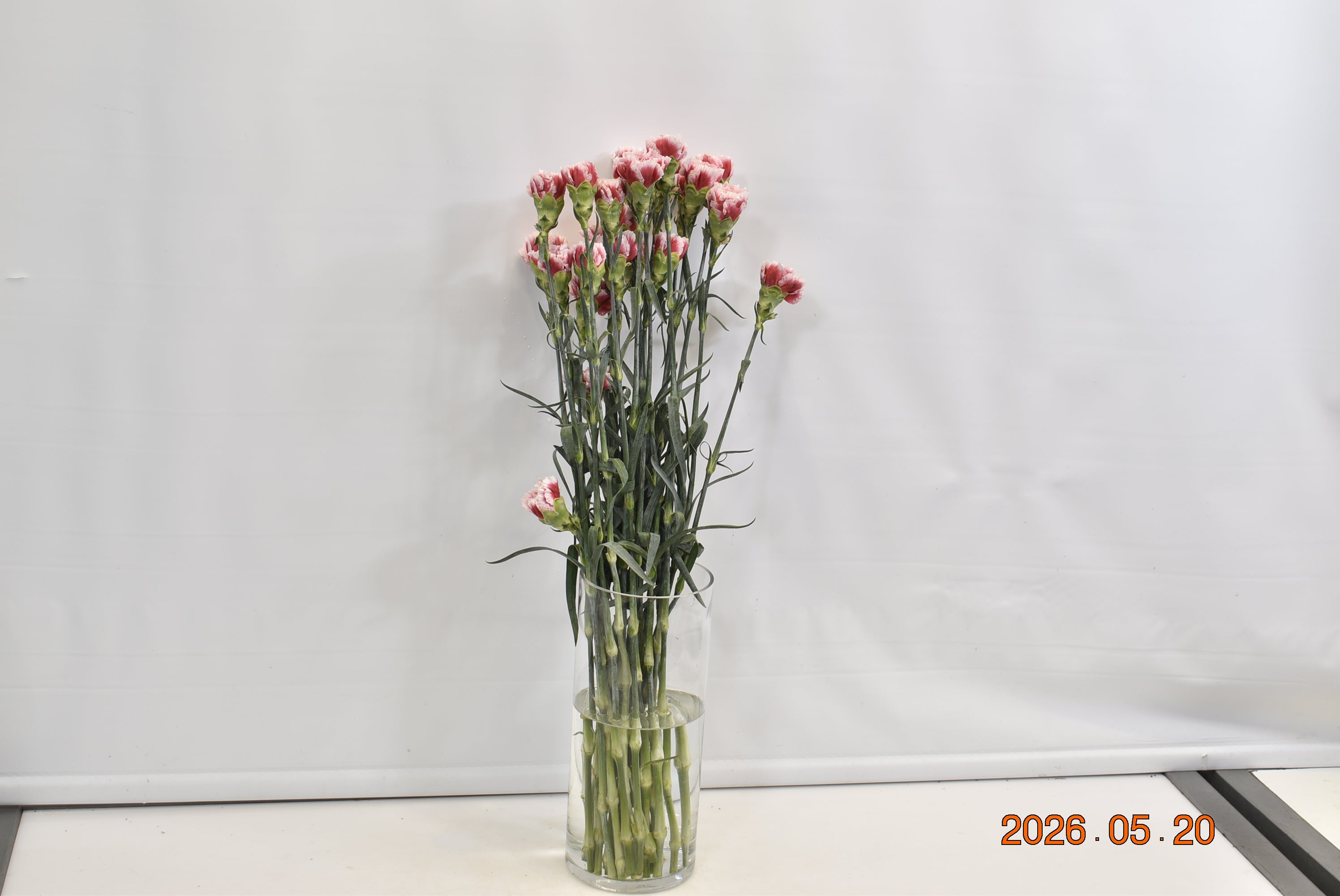 Carnation Frontera Small