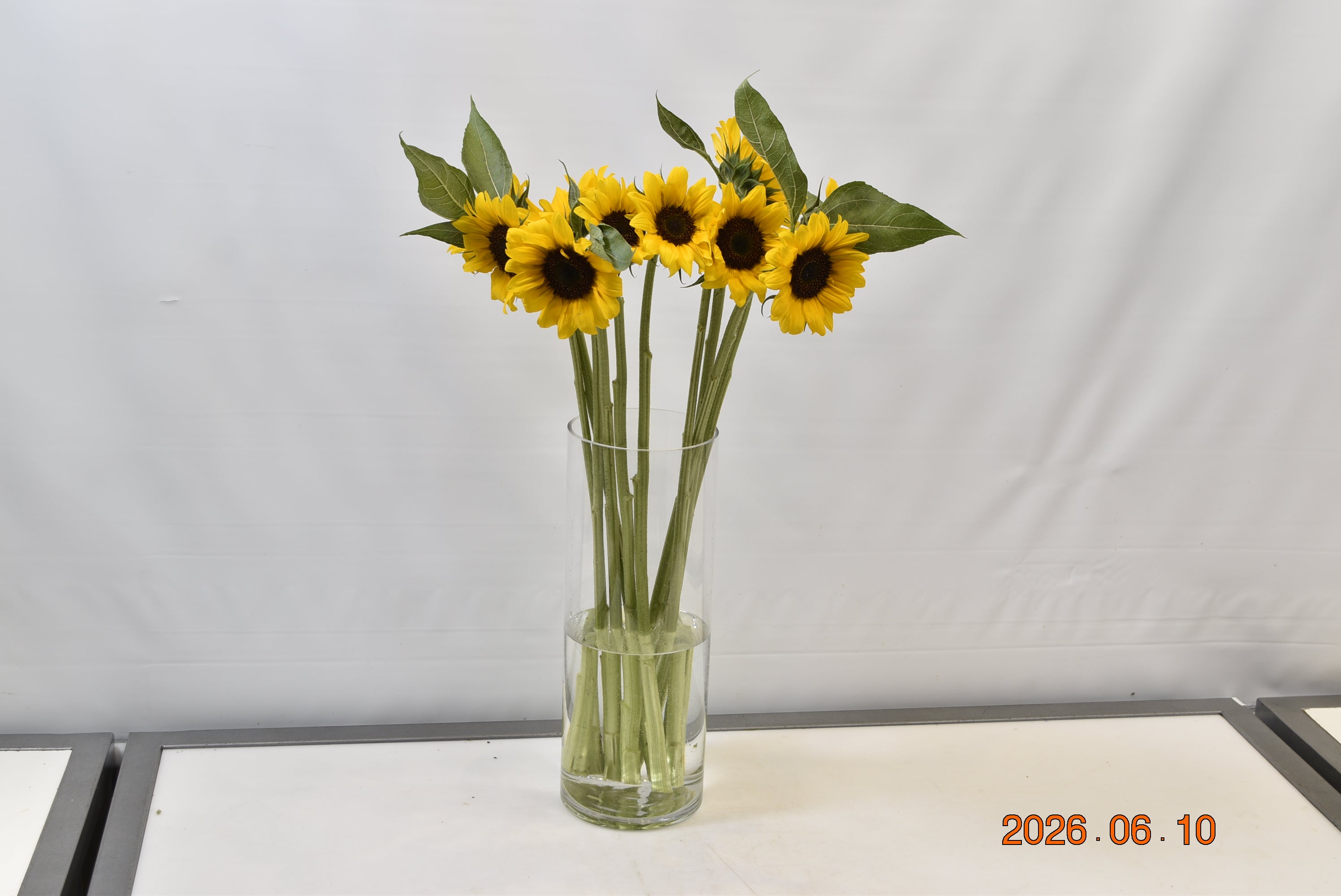 SUNFLOWER ASSORTED Small