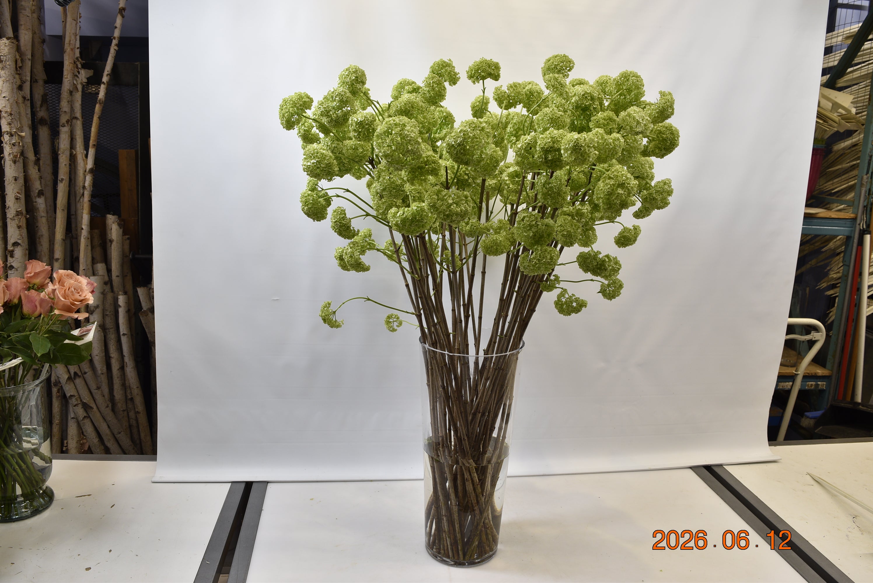 Viburnum Snowball Small