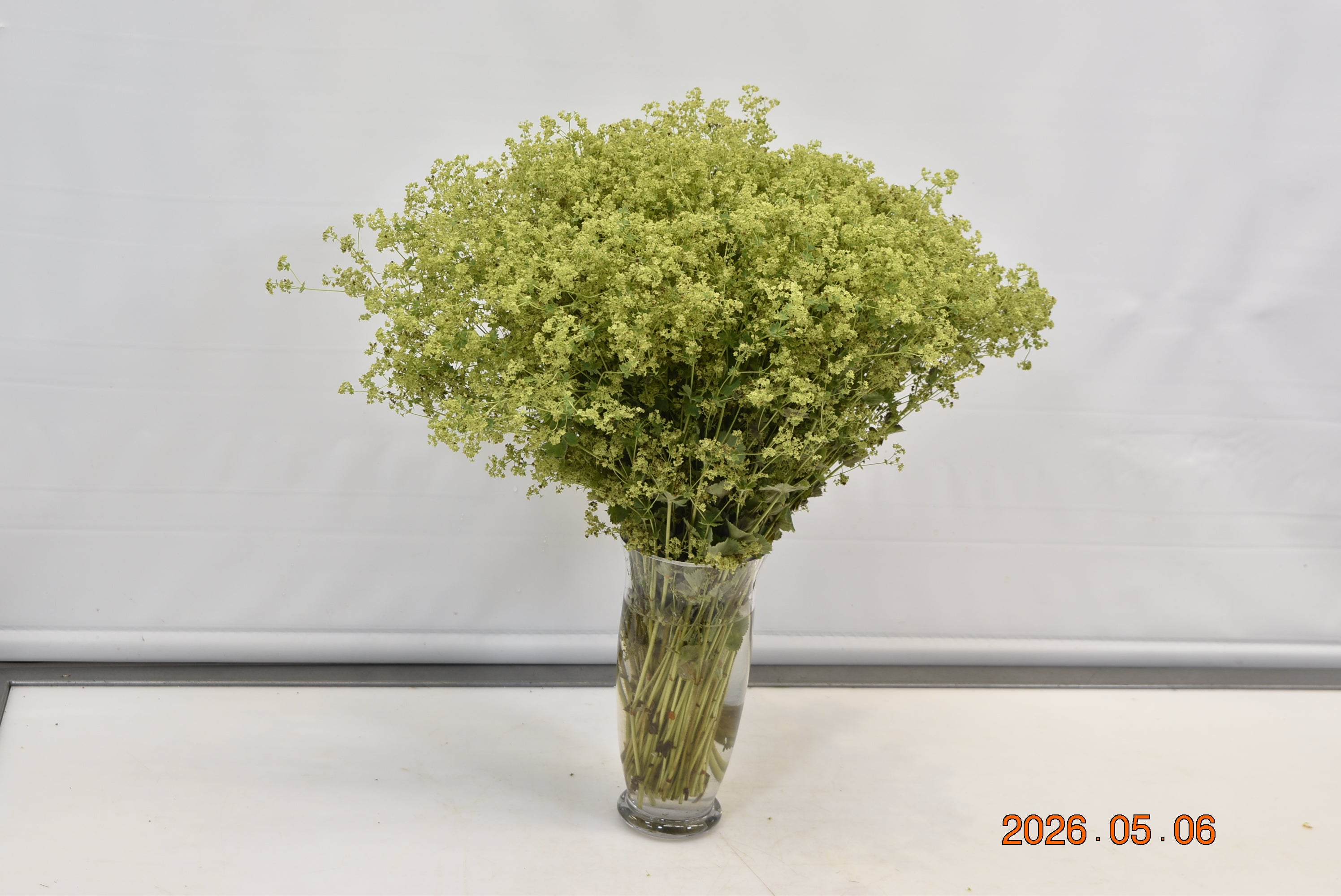 ALCHEMILLA ROBUSTICA Small