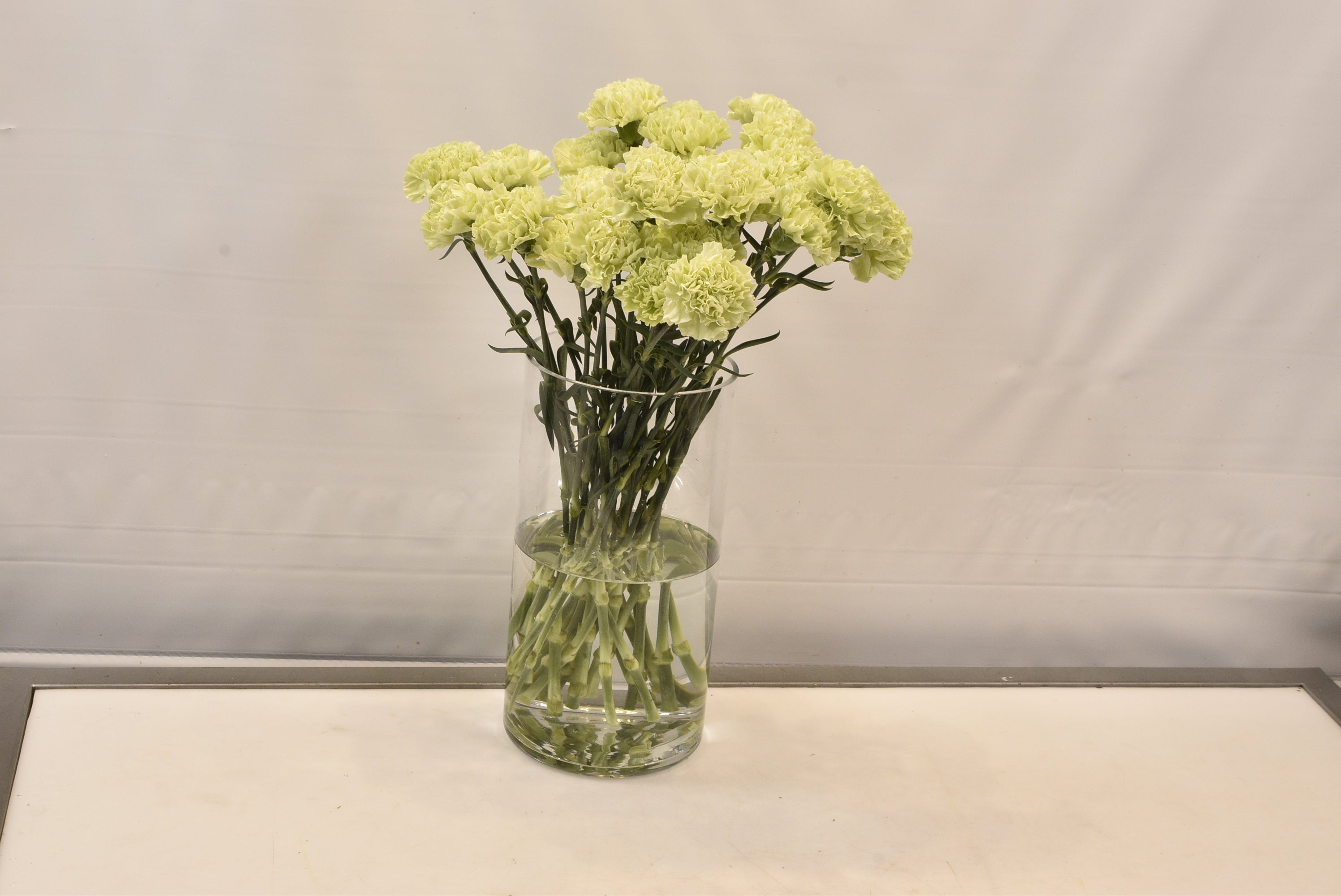CARNATION PRADO-MINT Small