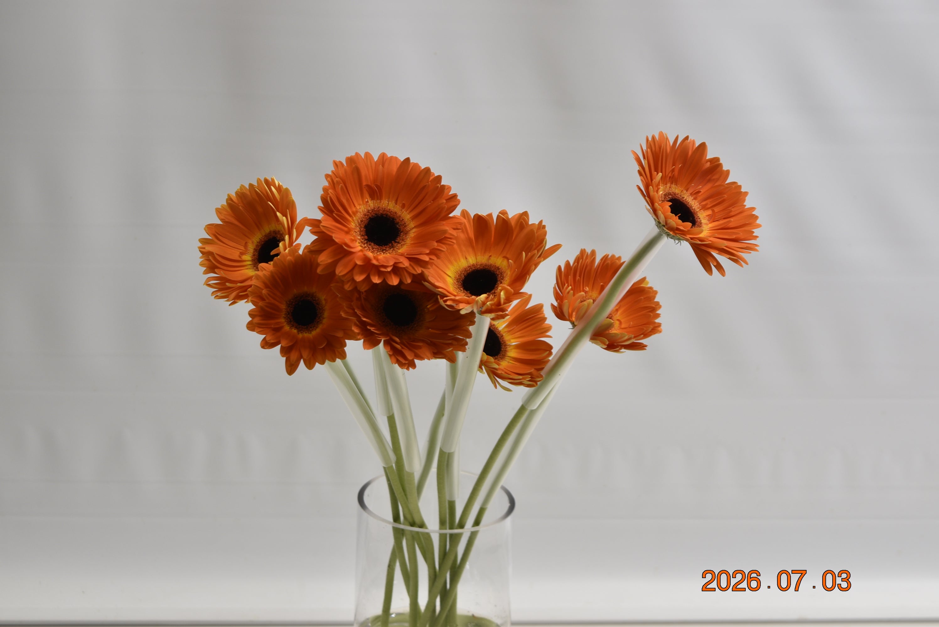 GERBERA MEDINA Small