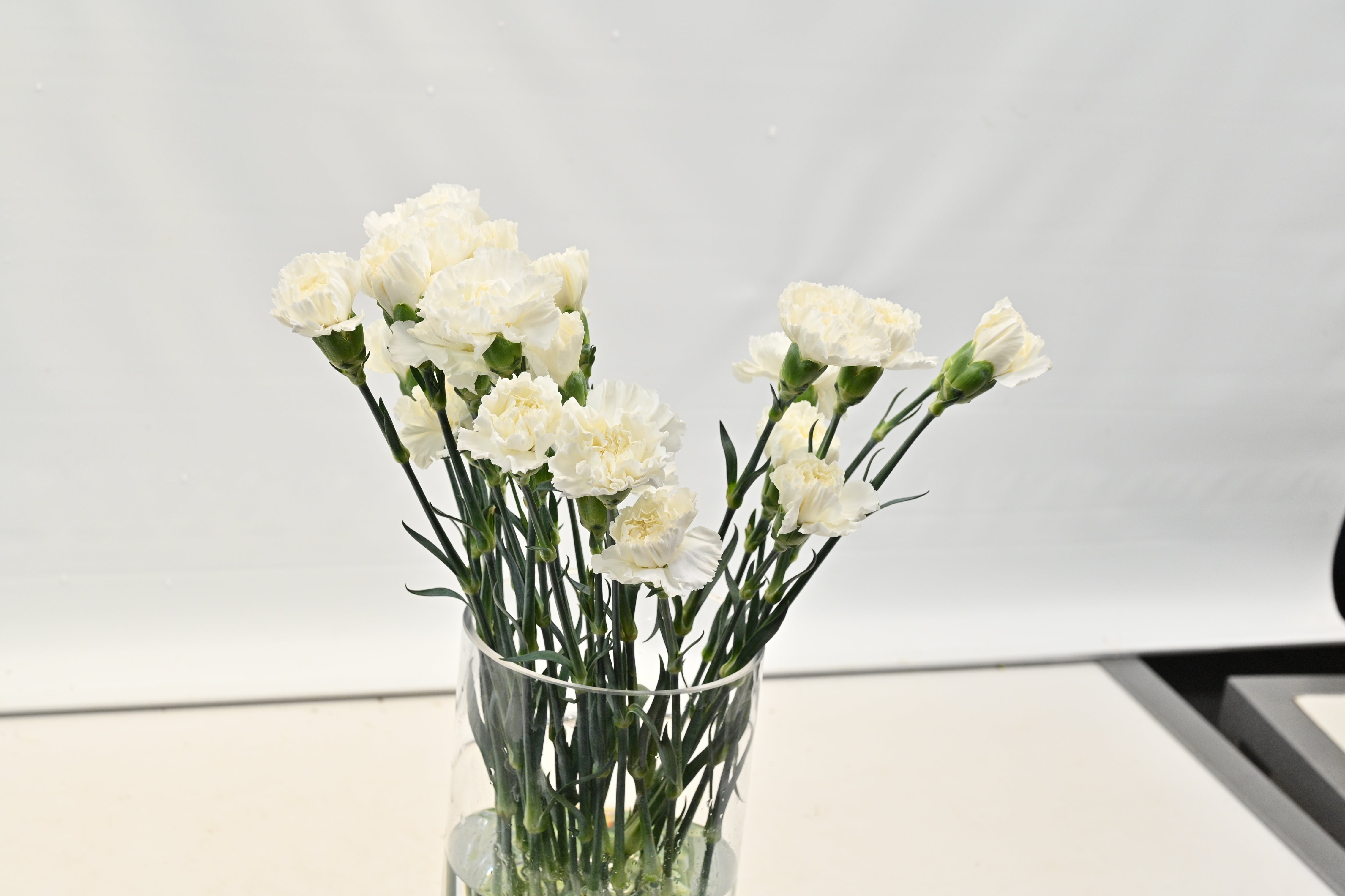 CARNATION WHITE Small