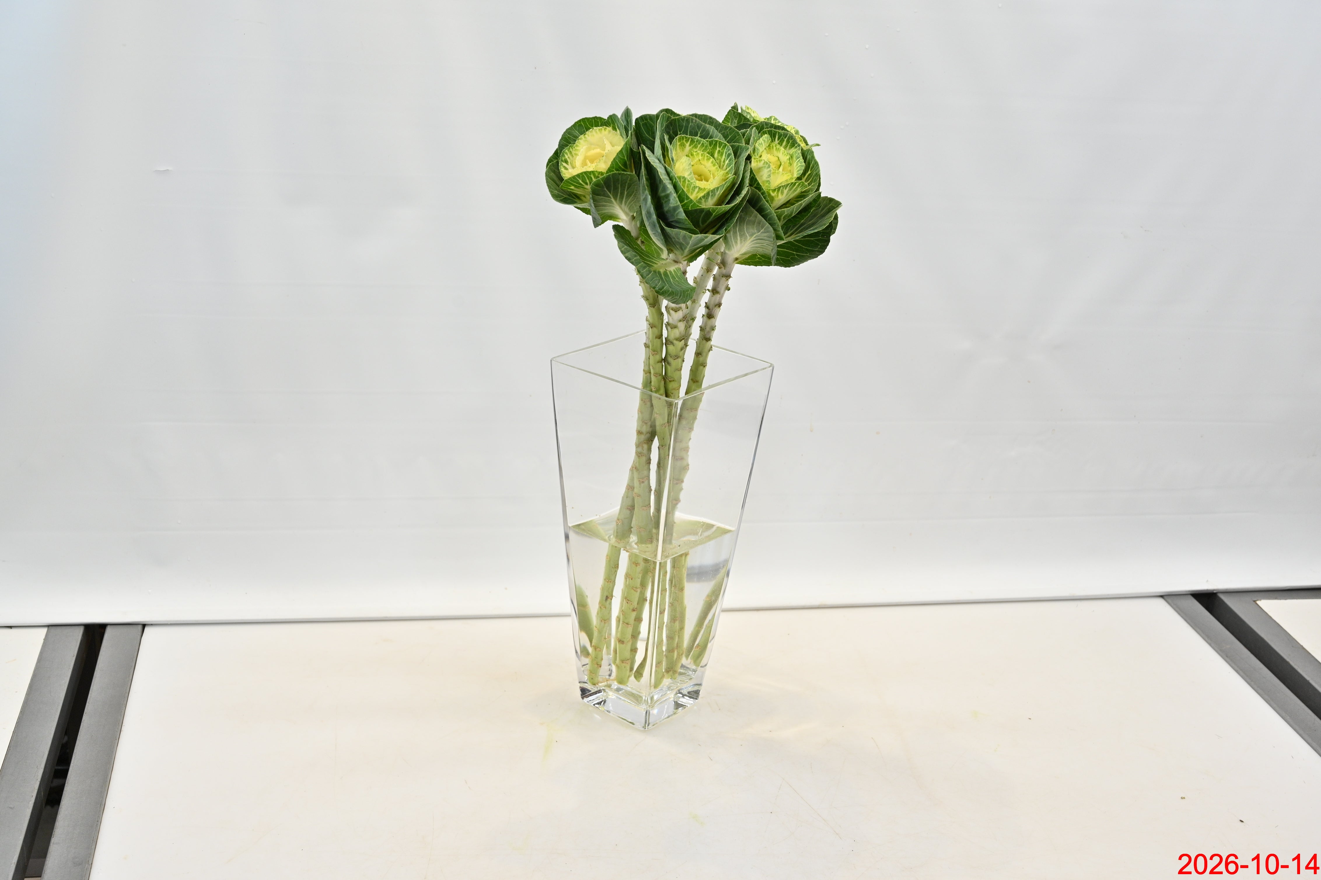 KALE WHITE Small