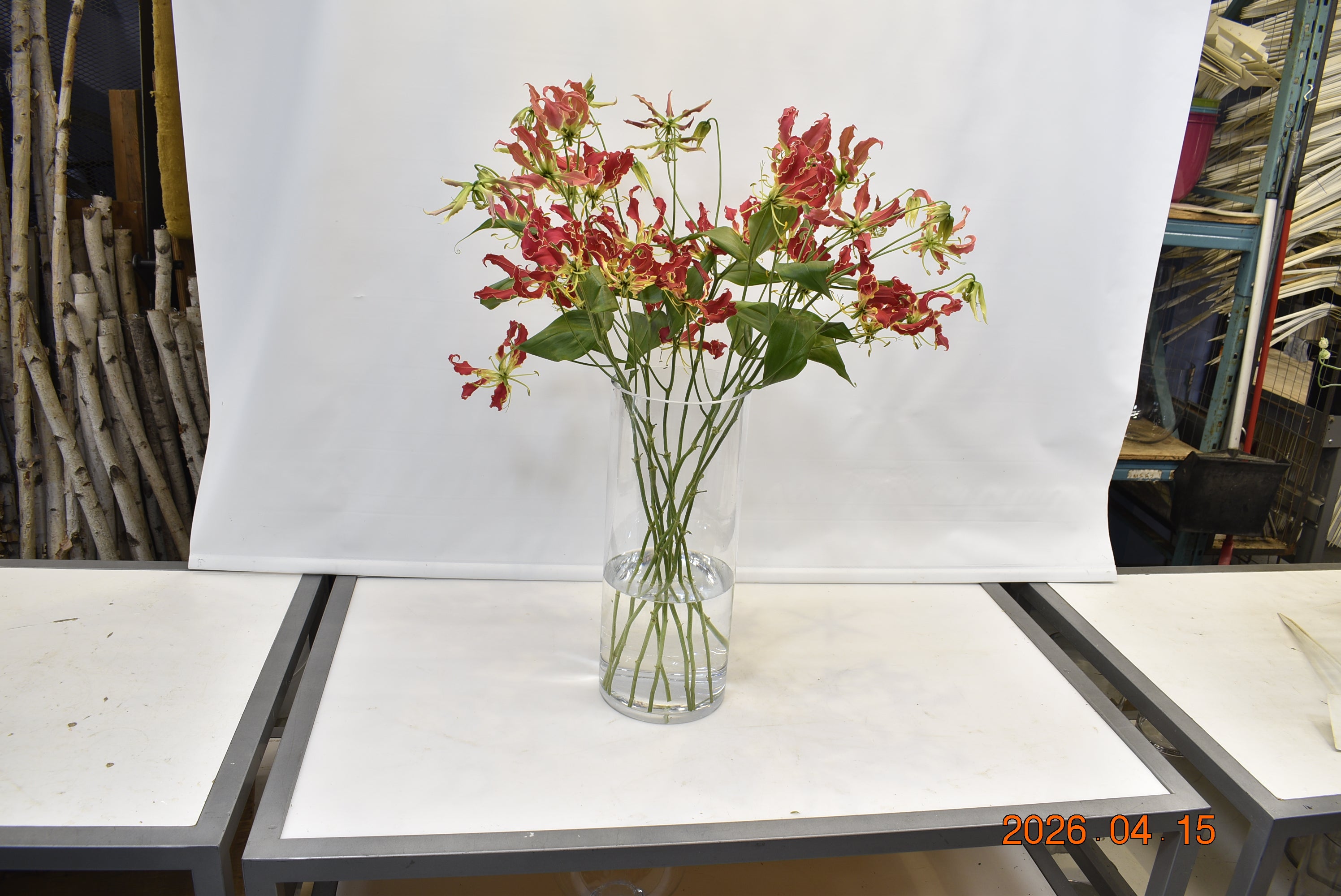 Gloriosa Red Small