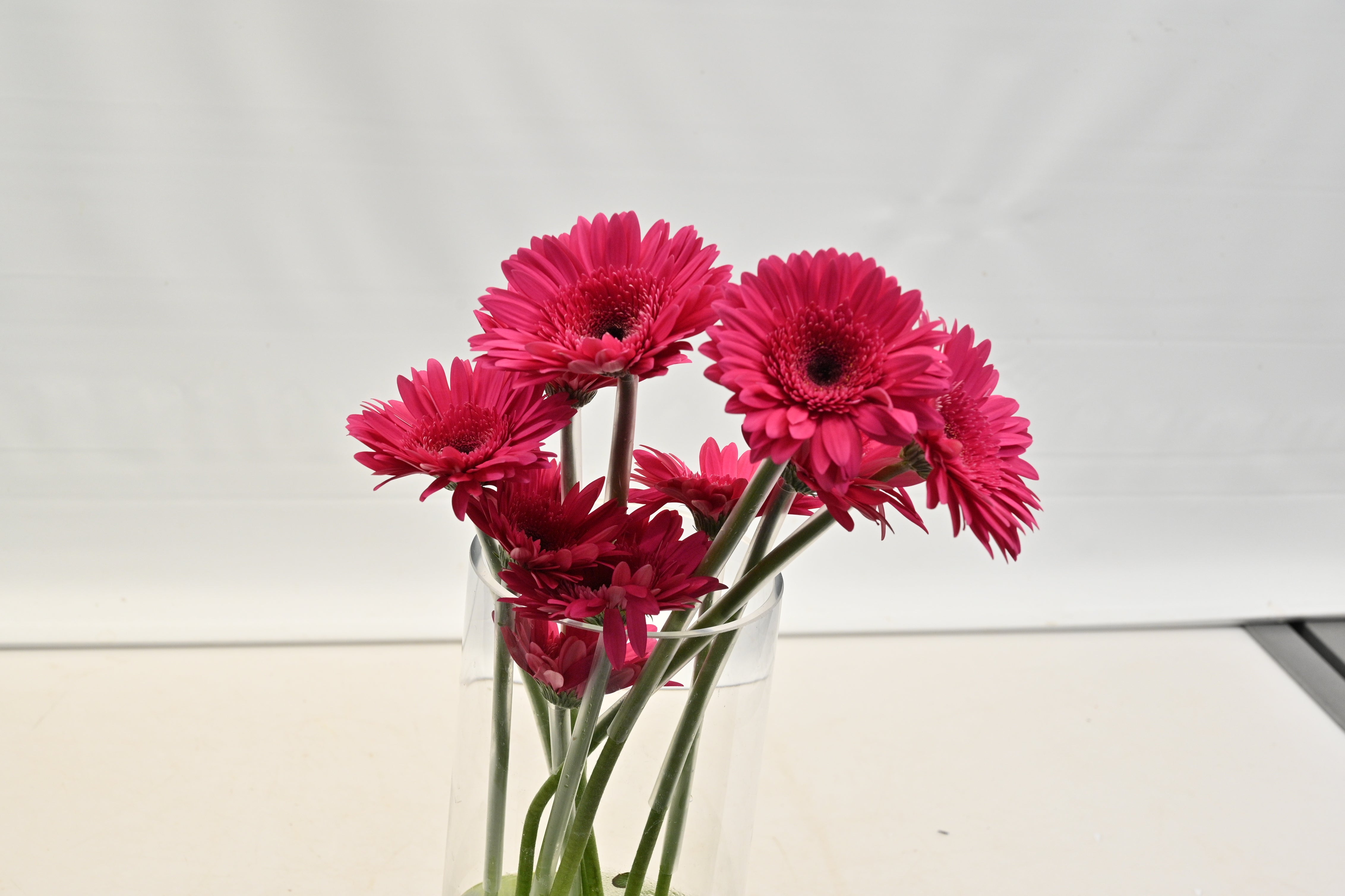 GERBERA ARCADE Small